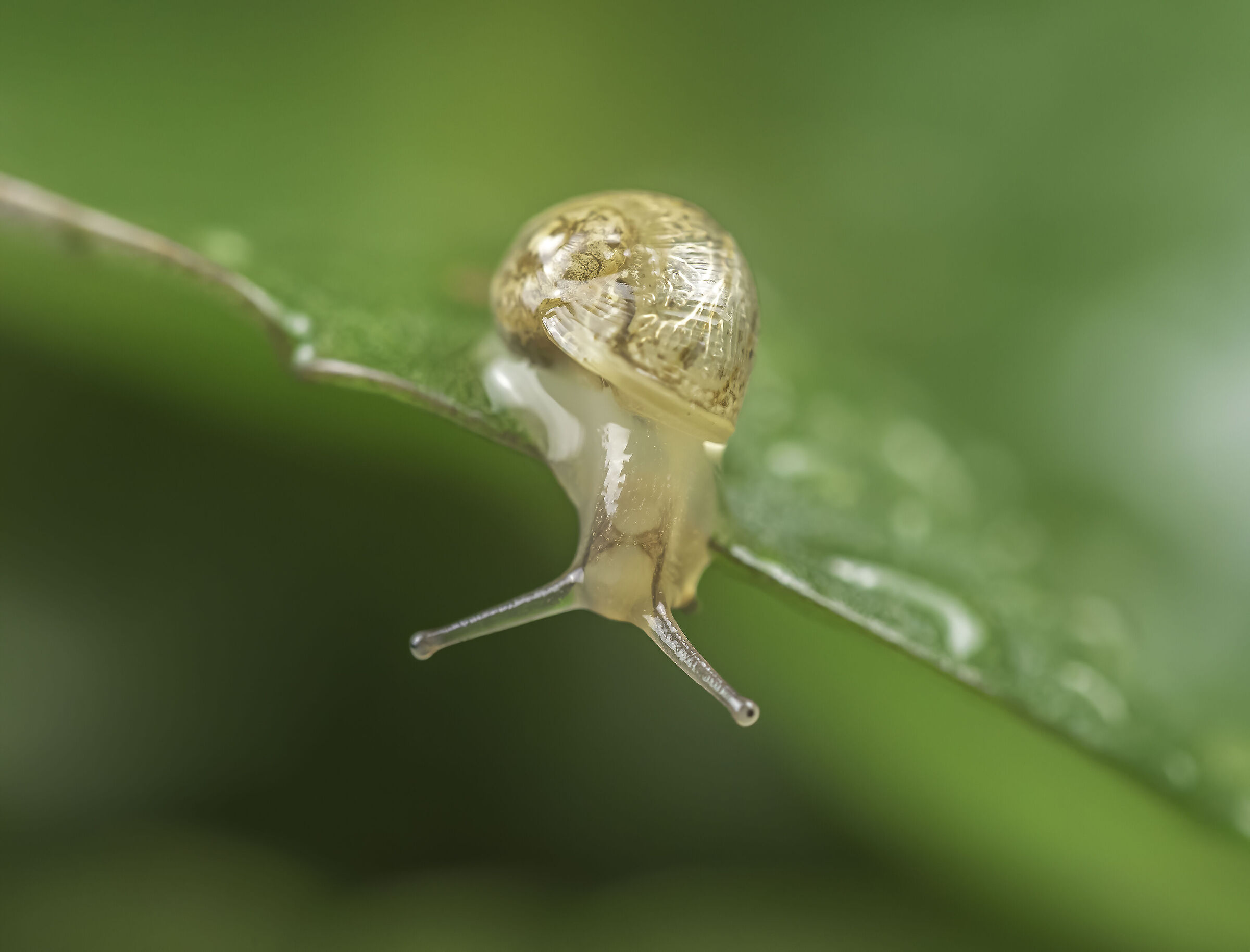 baby snail...