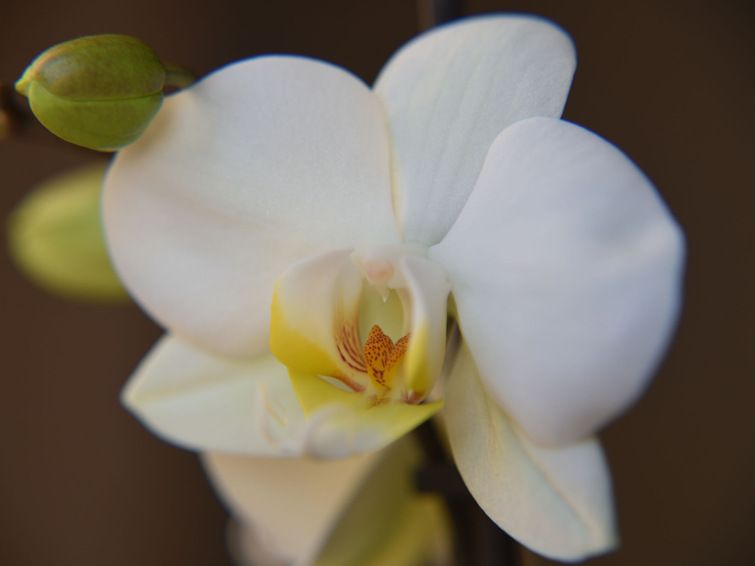 orchidea bianca 1...