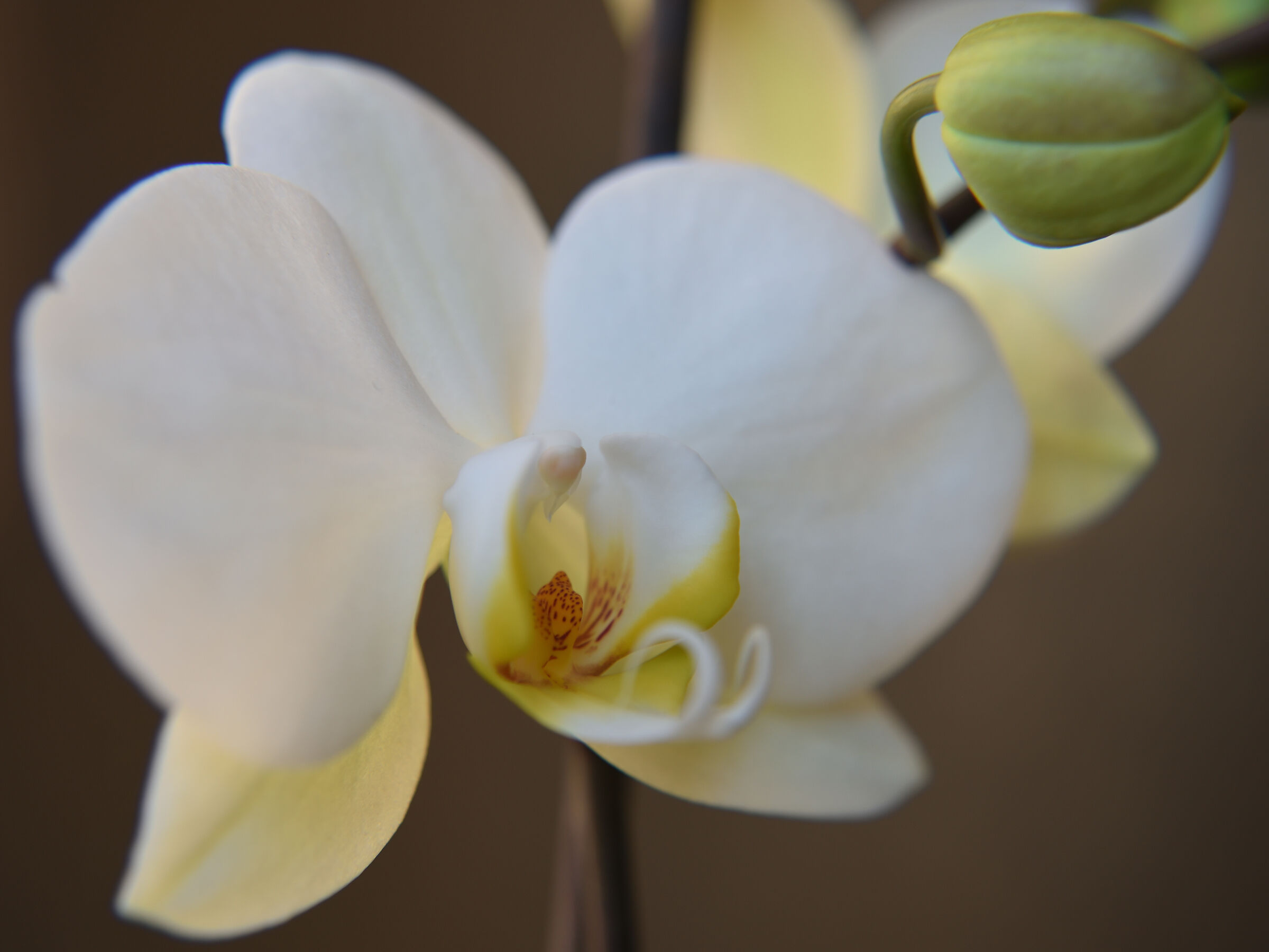 orchidea bianca 2...