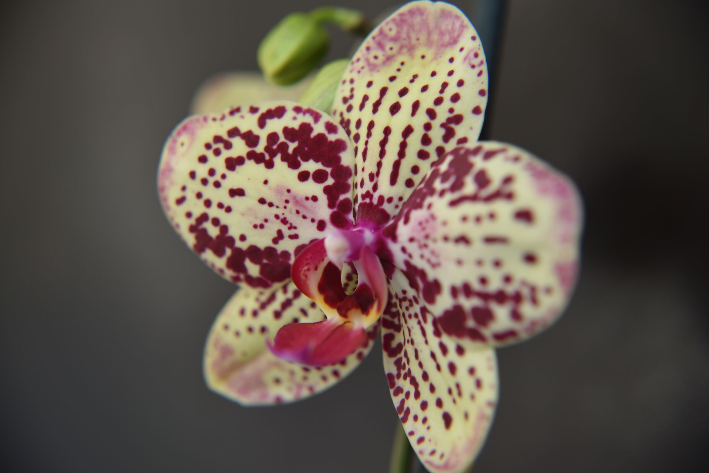 orchidea a pois viola 1...