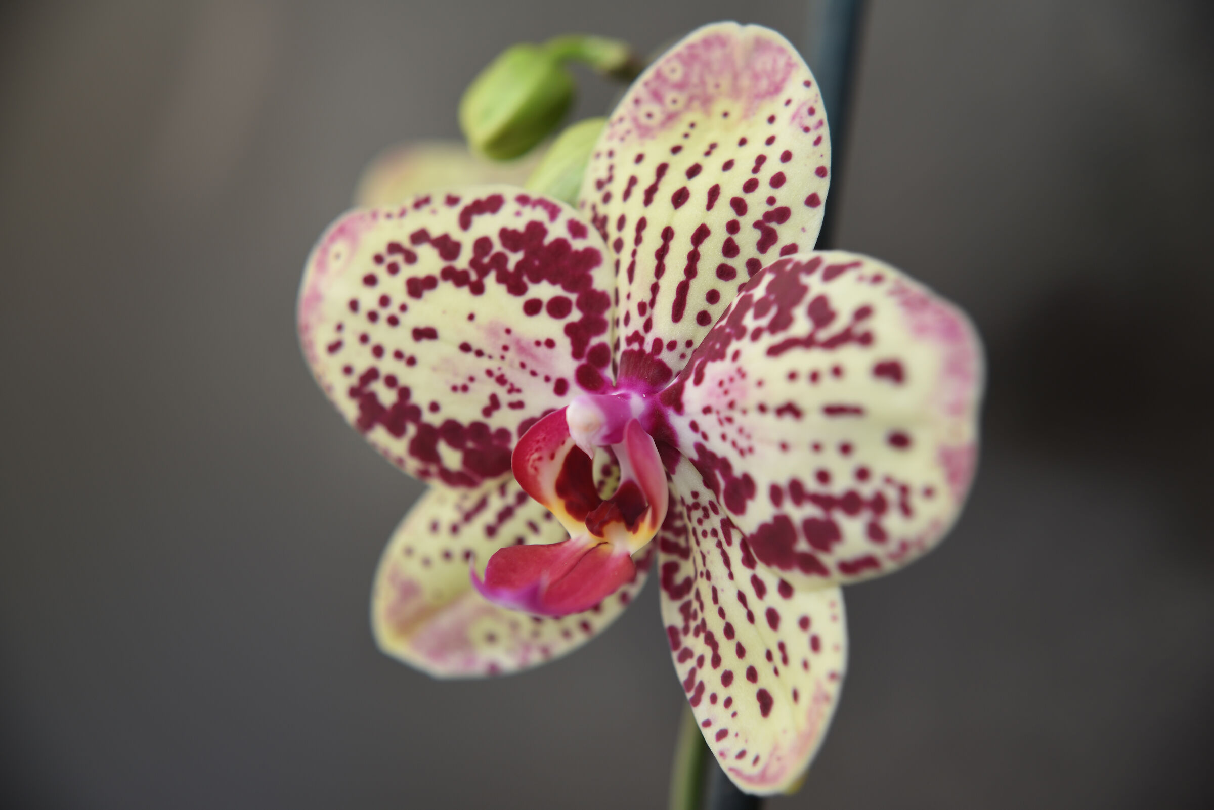 orchidea a pois viola 2...