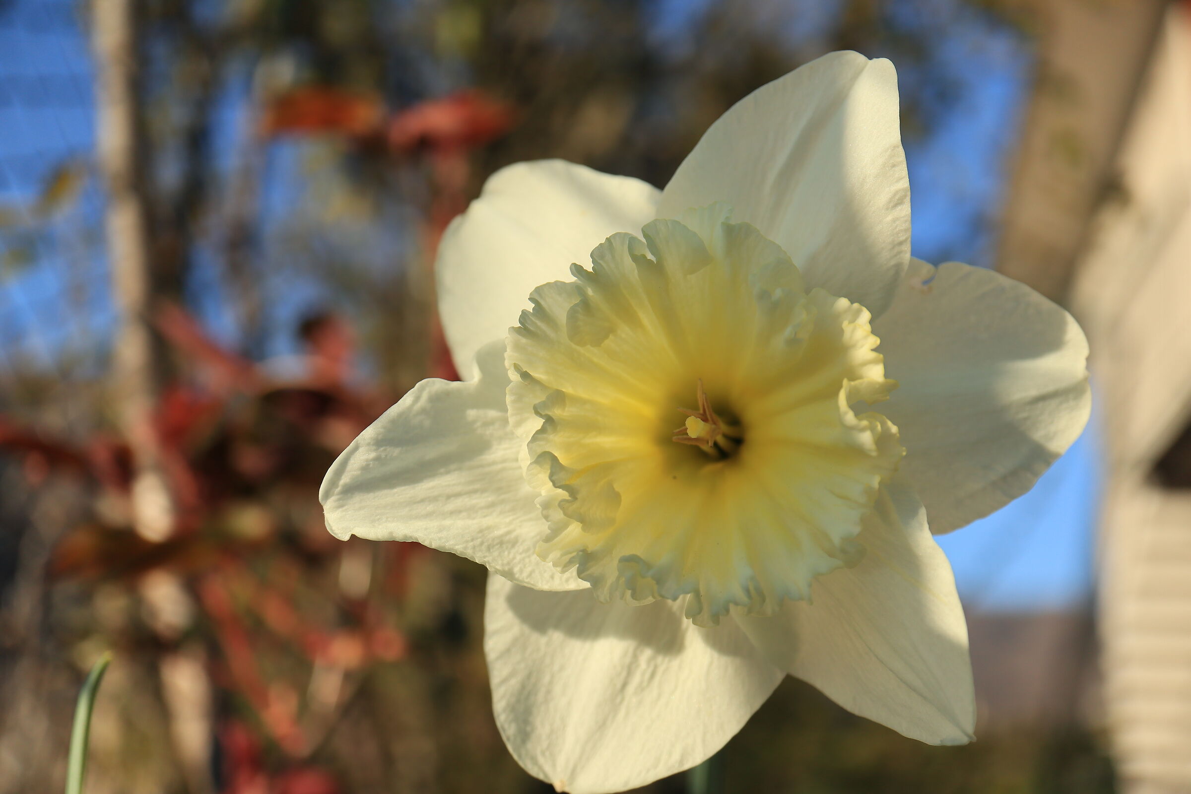 Narcissus welcome...