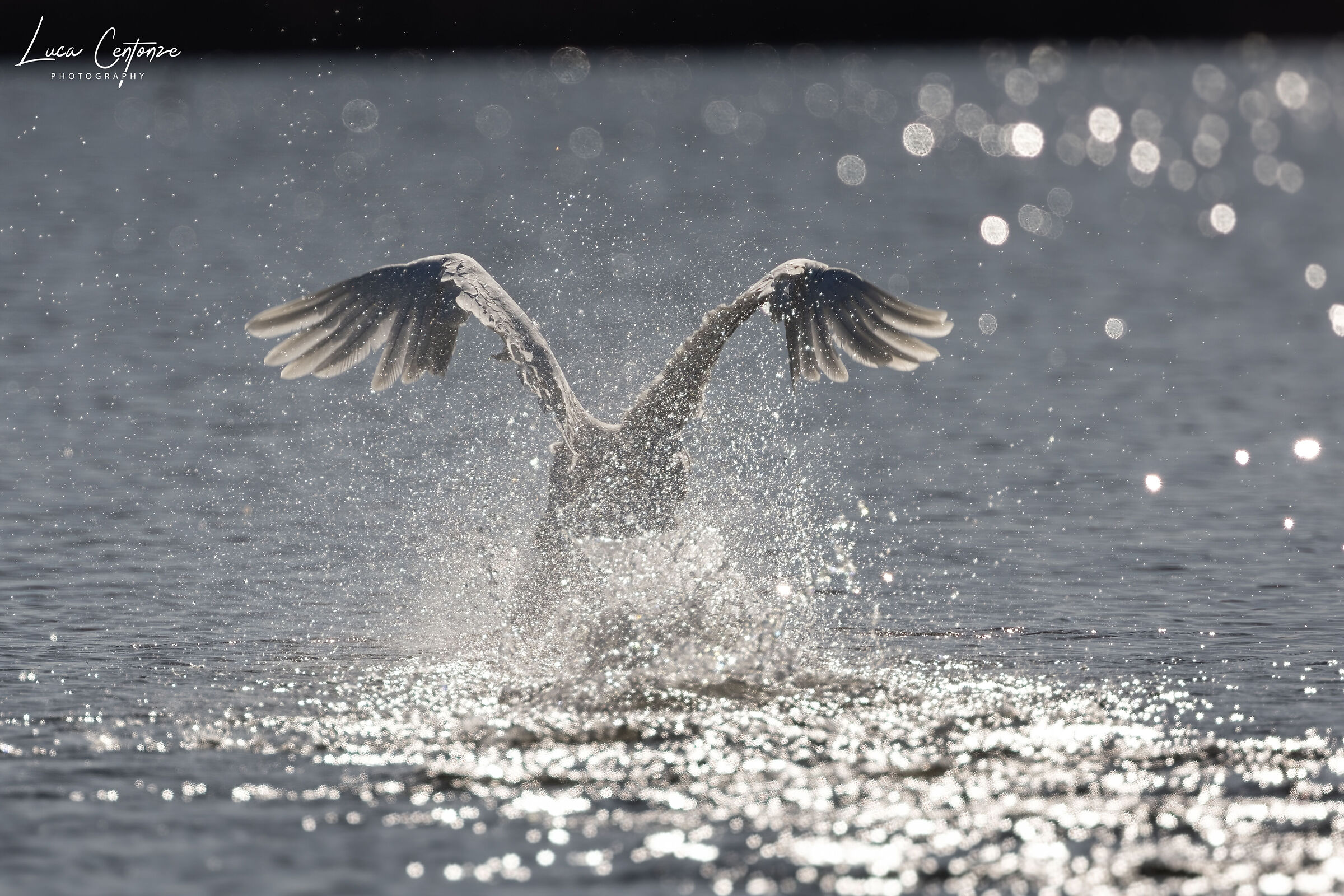 Swan takeoff ...