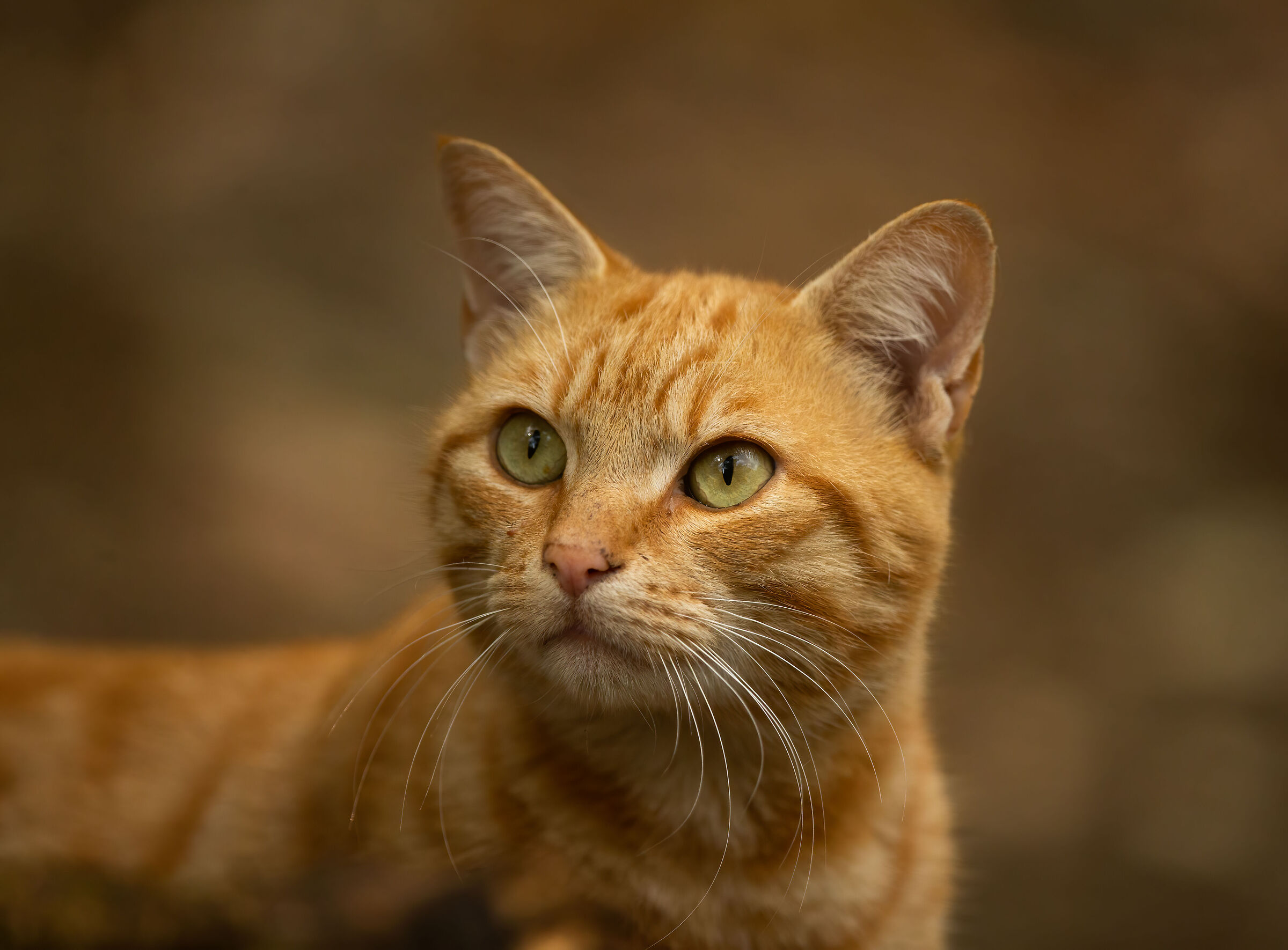 European Orange Cat (Garfield)...