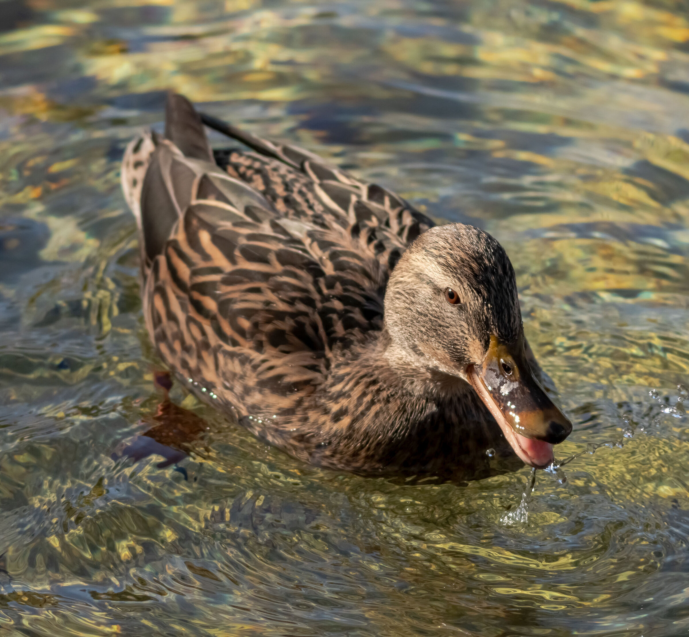 Duck Germano Reale female after food 26/01/2021...