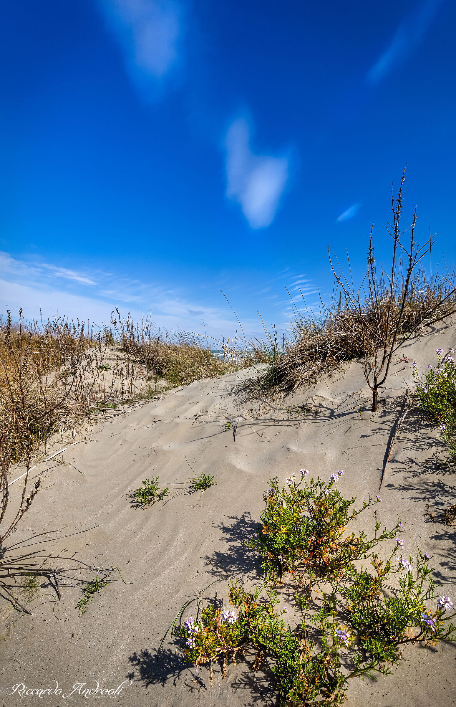 Fiori delle dune (Cakile maritima)...