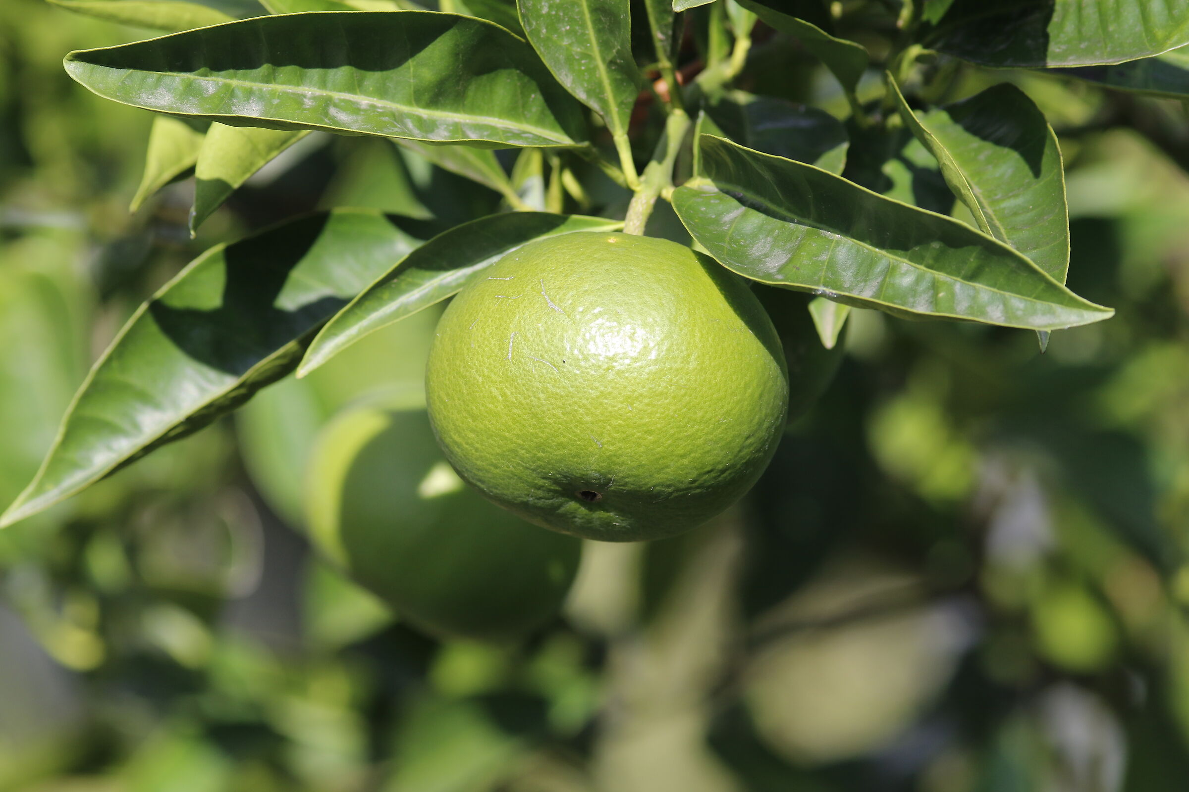 " Crop 320 ", Canon 200 F. 2.8 L II usm, 7 D II...