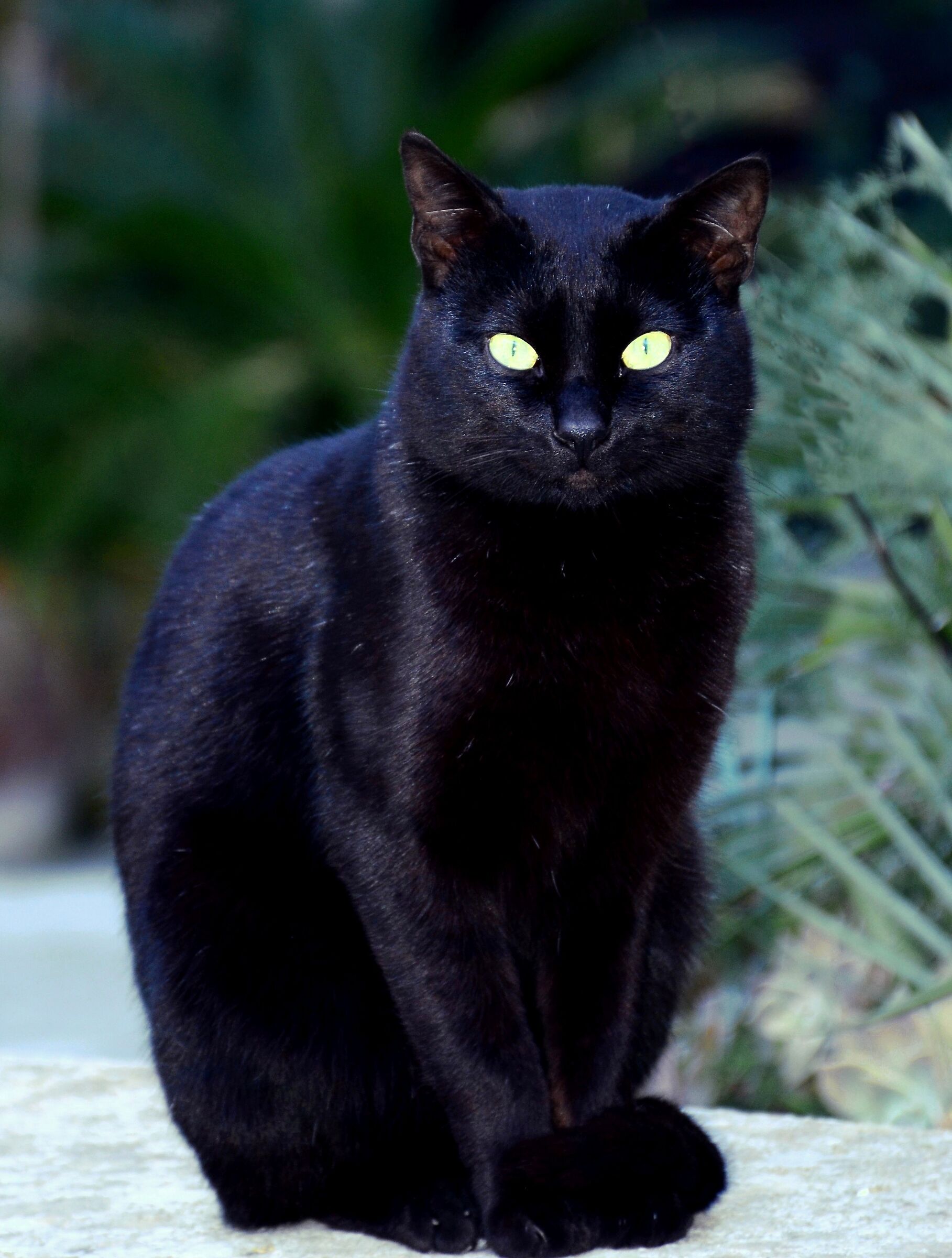 Black panther...