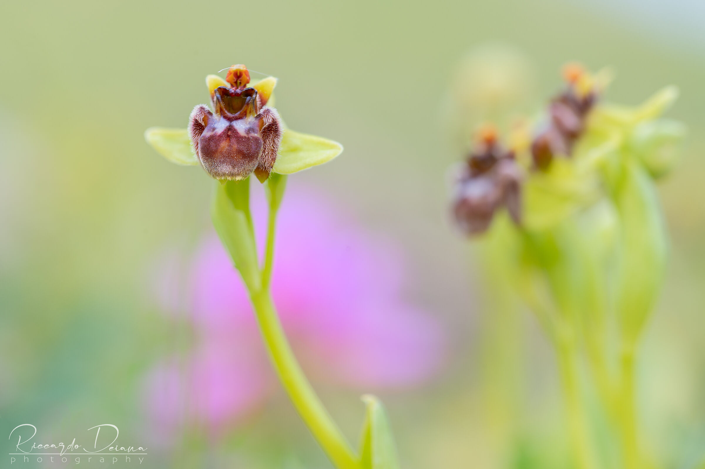Bombyliflora ophrys ...