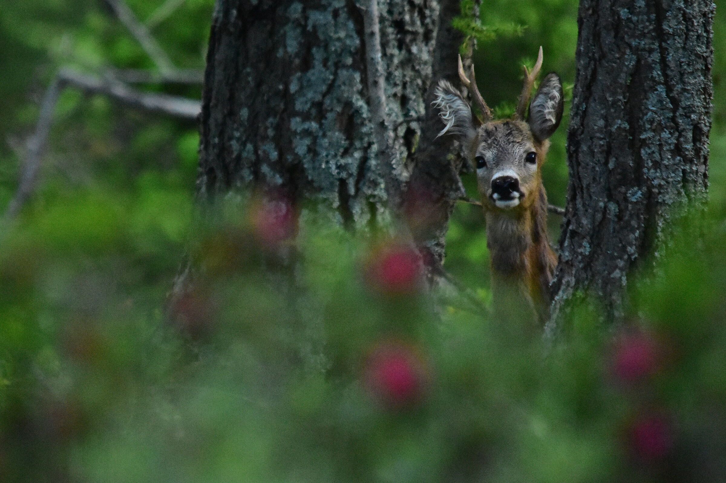 Spring and roe deer...