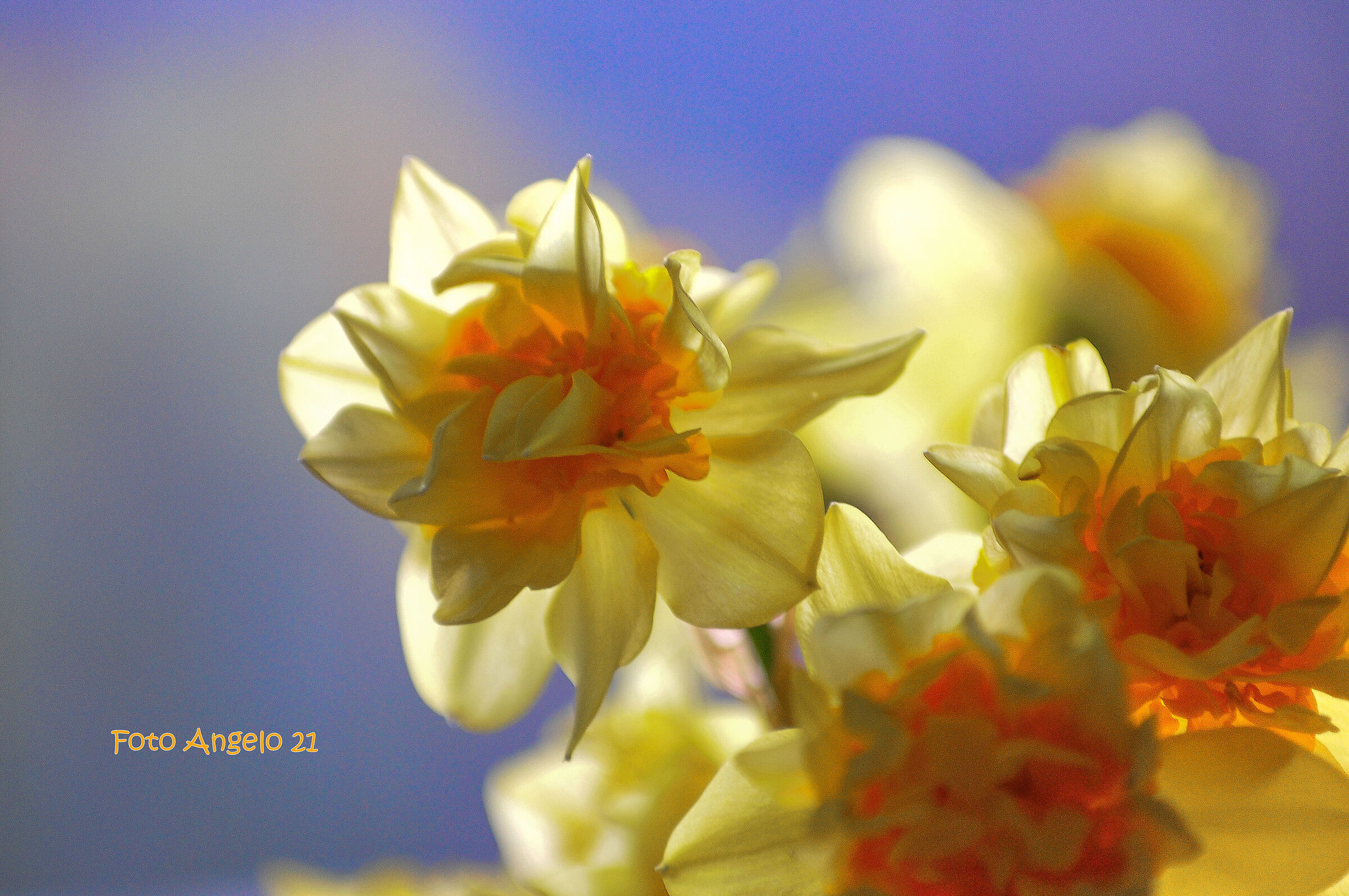 Daffodils......