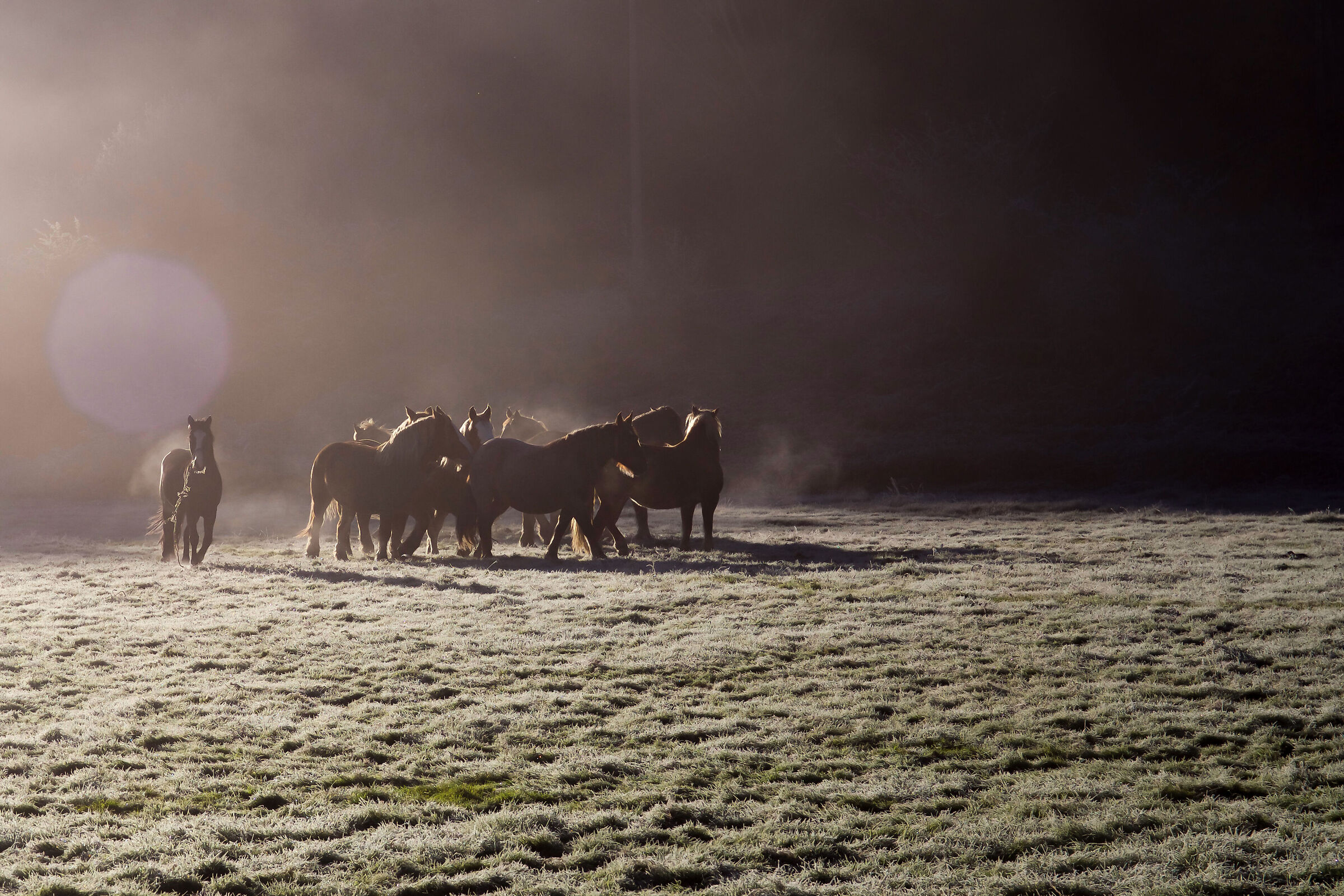 Frost horses ...