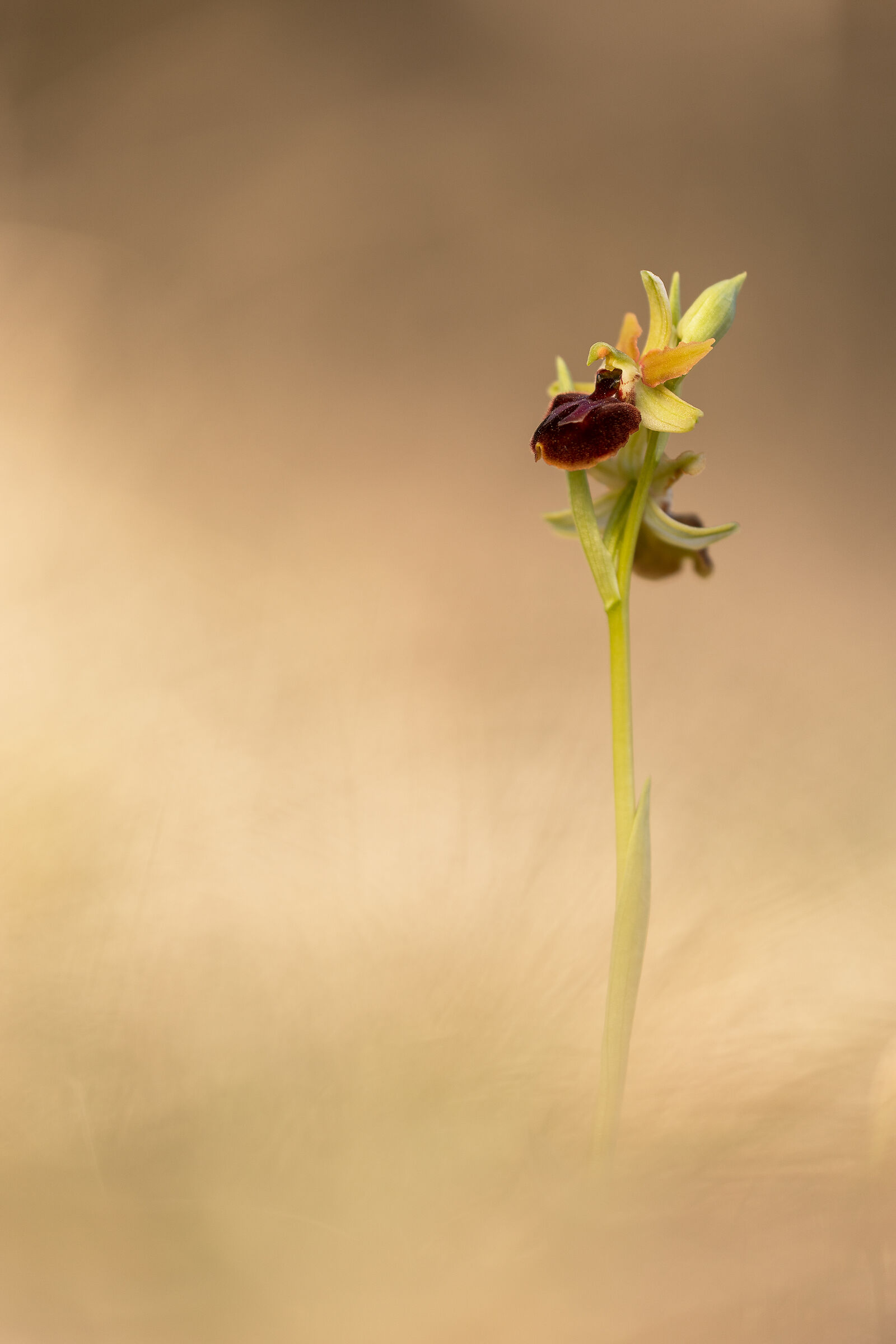 Sphegodes's ophrys...