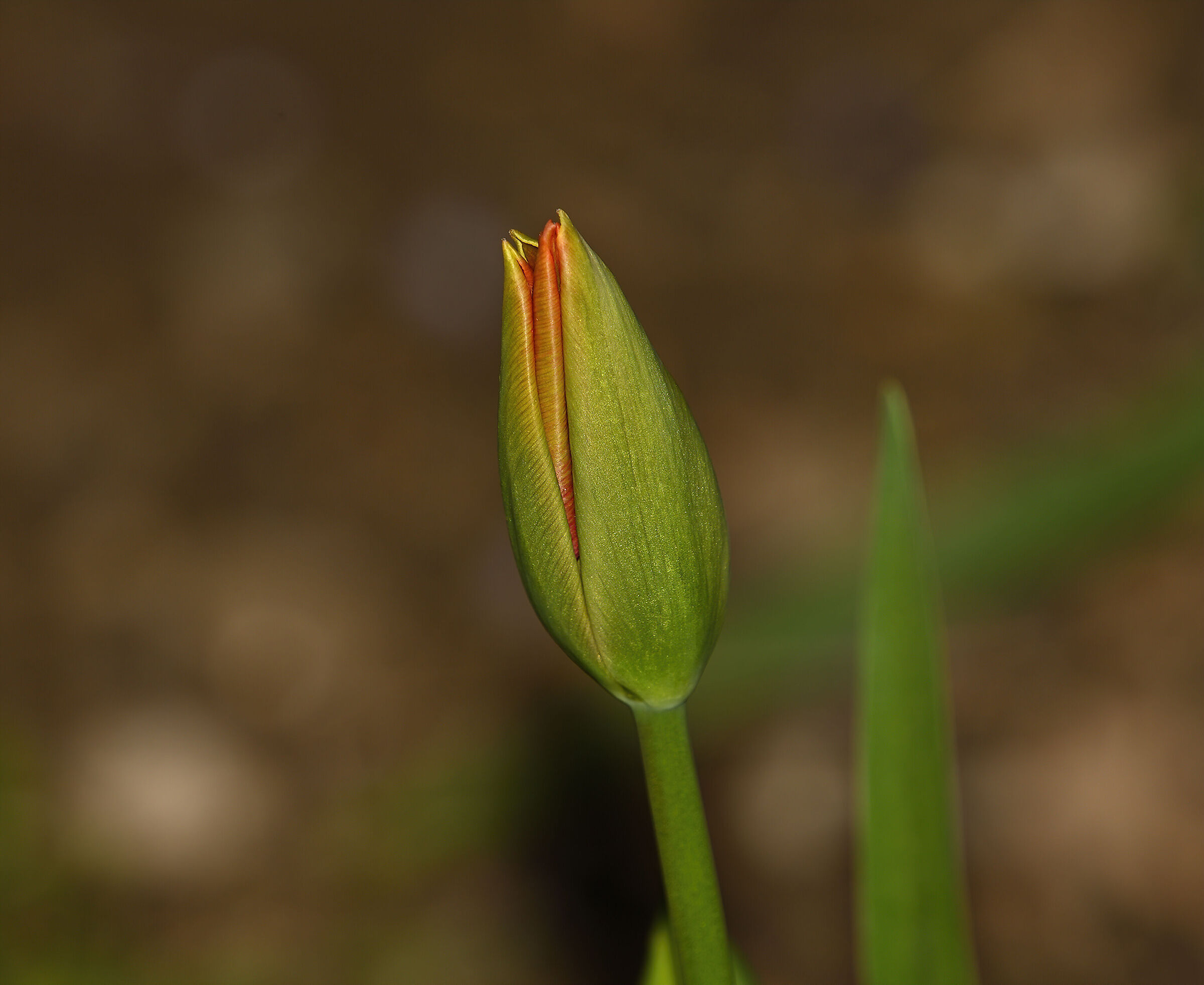 Il primo Tulipano della stagione...
