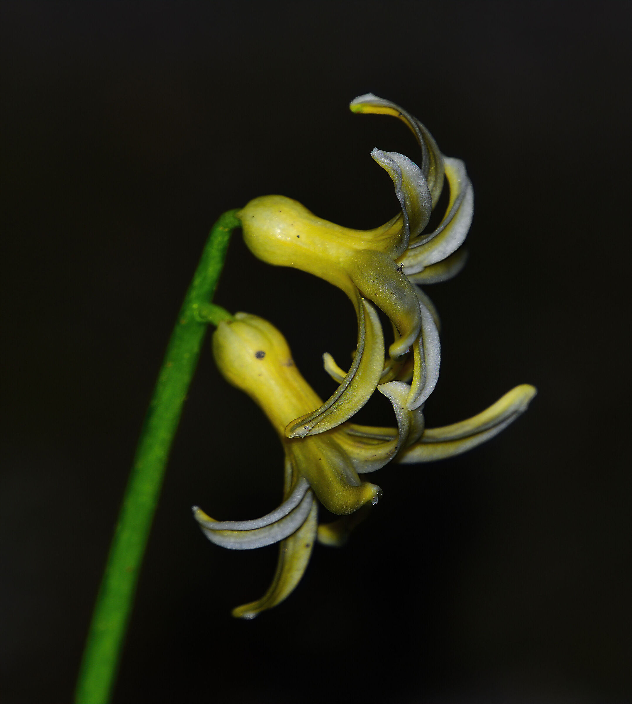 Hyacinthus orientalis...