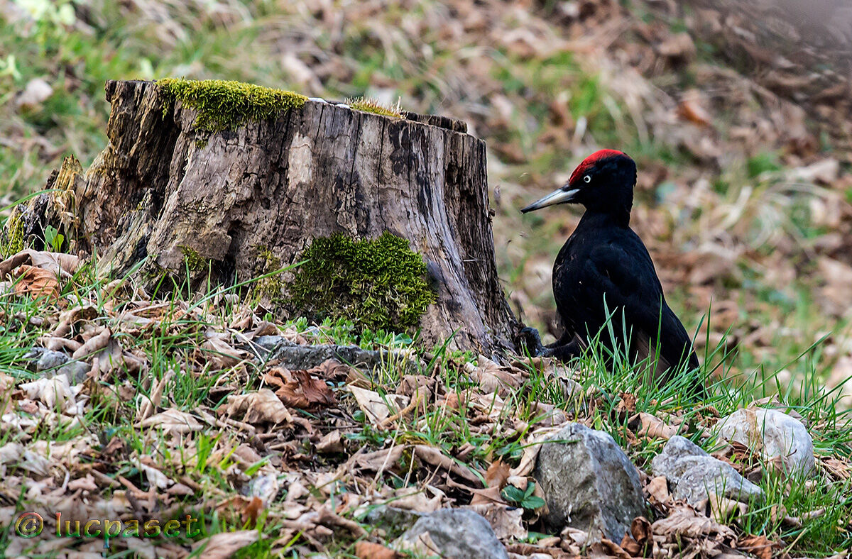 Black woodpecker on the ground...