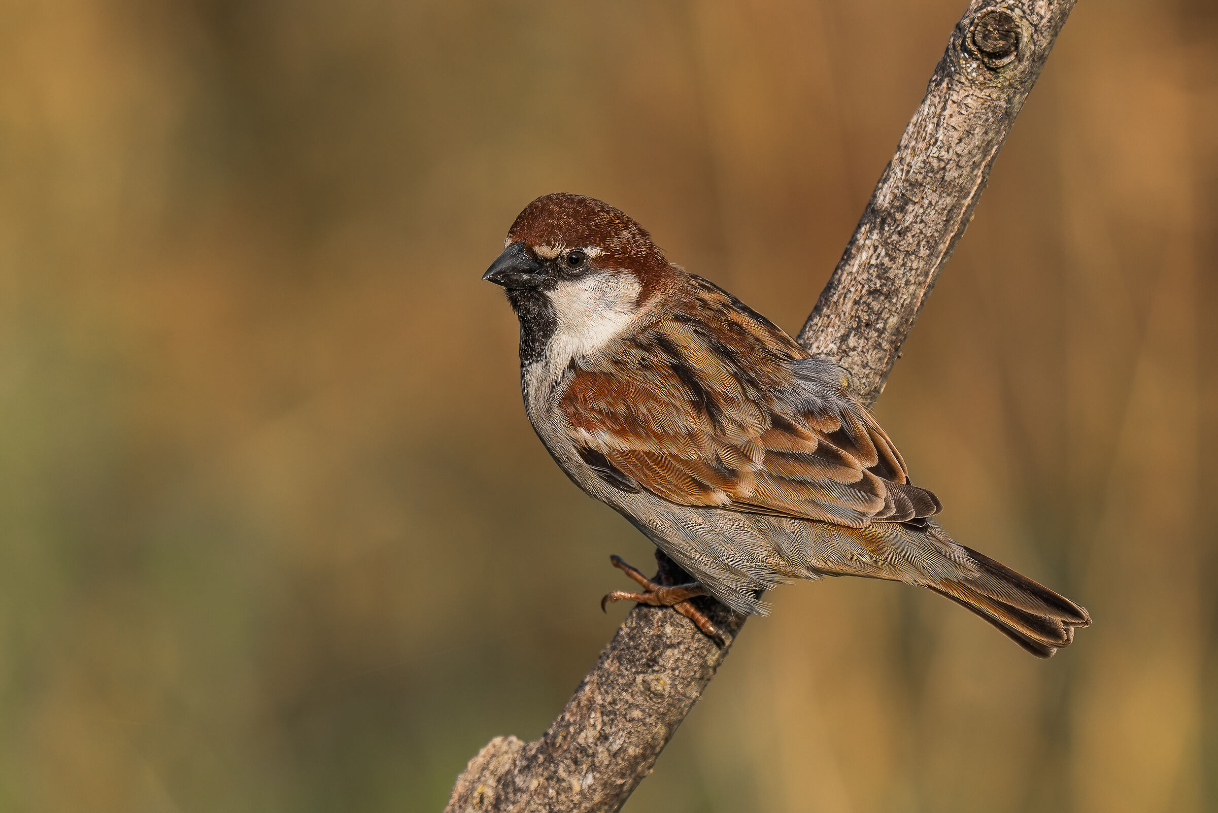 Italian sparrow...