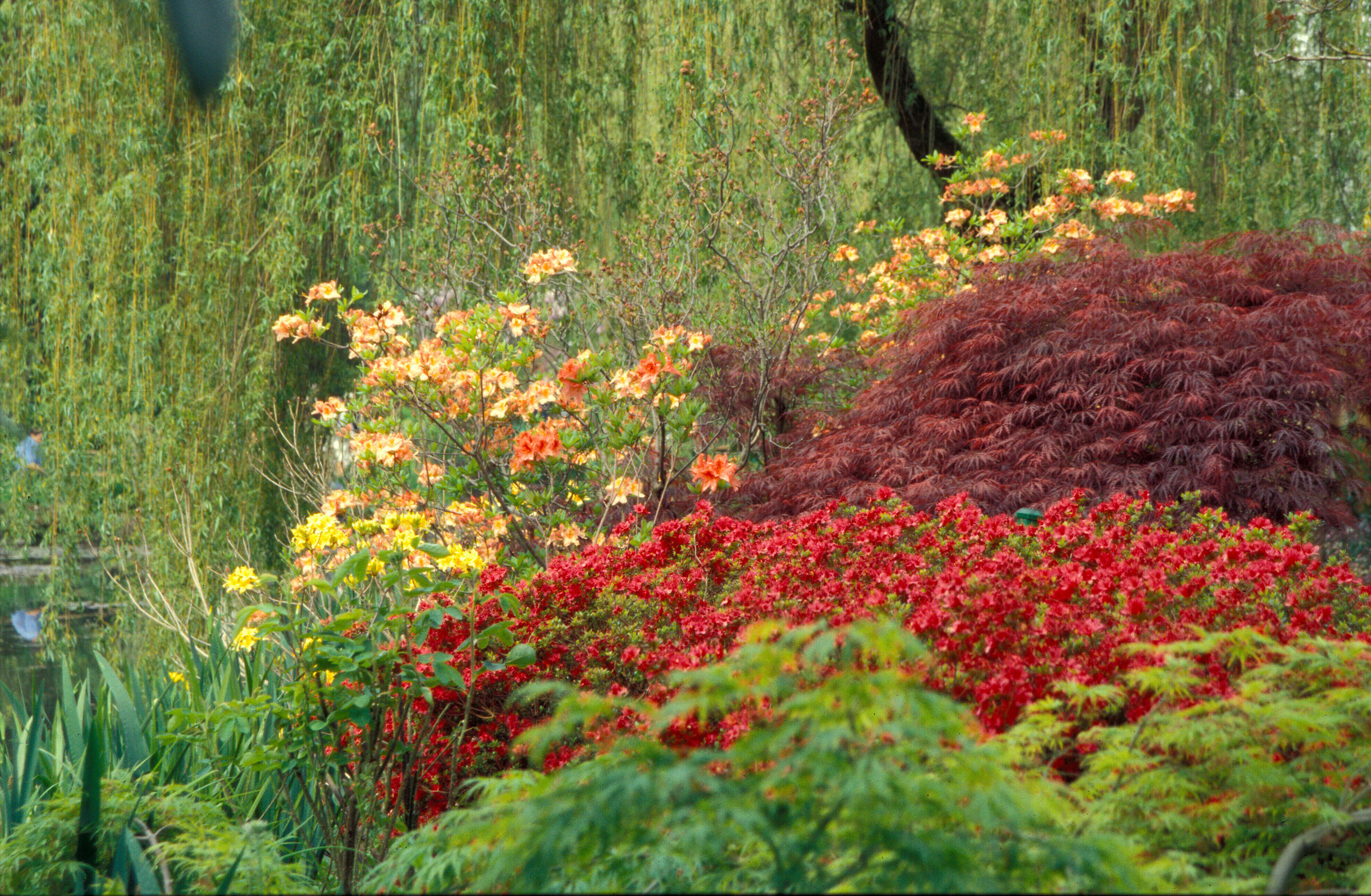 Monet's Garden - Giverny...
