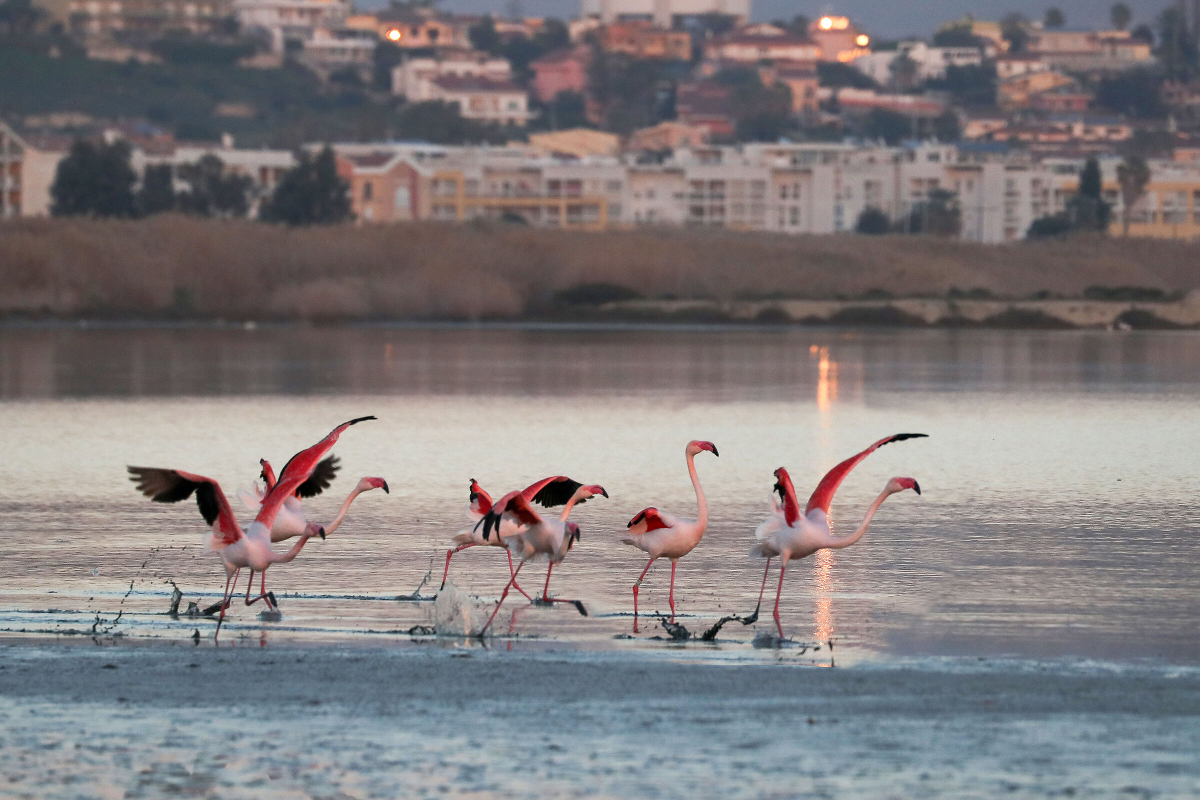 Flamingos take off...