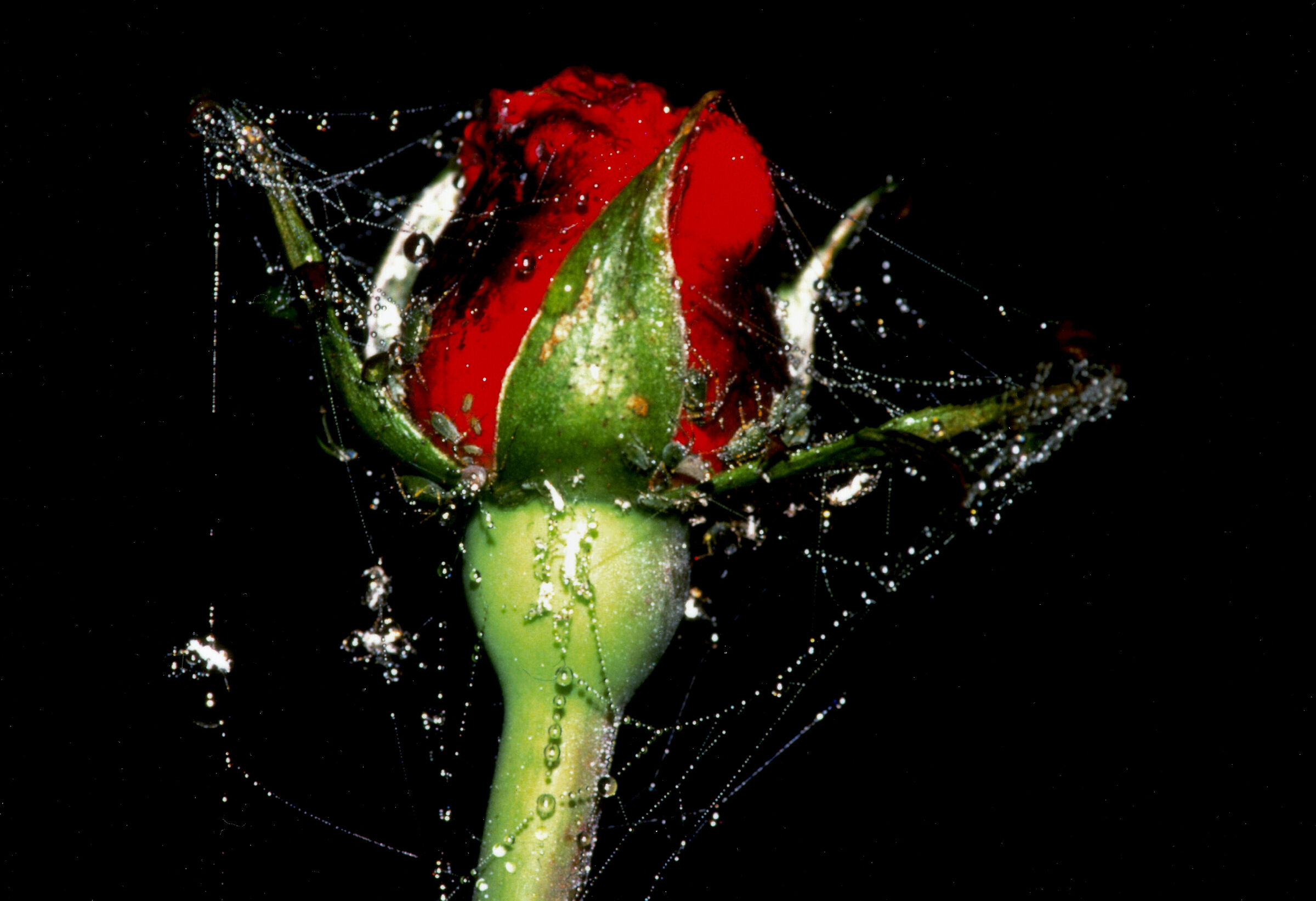 rosa in gabbia...