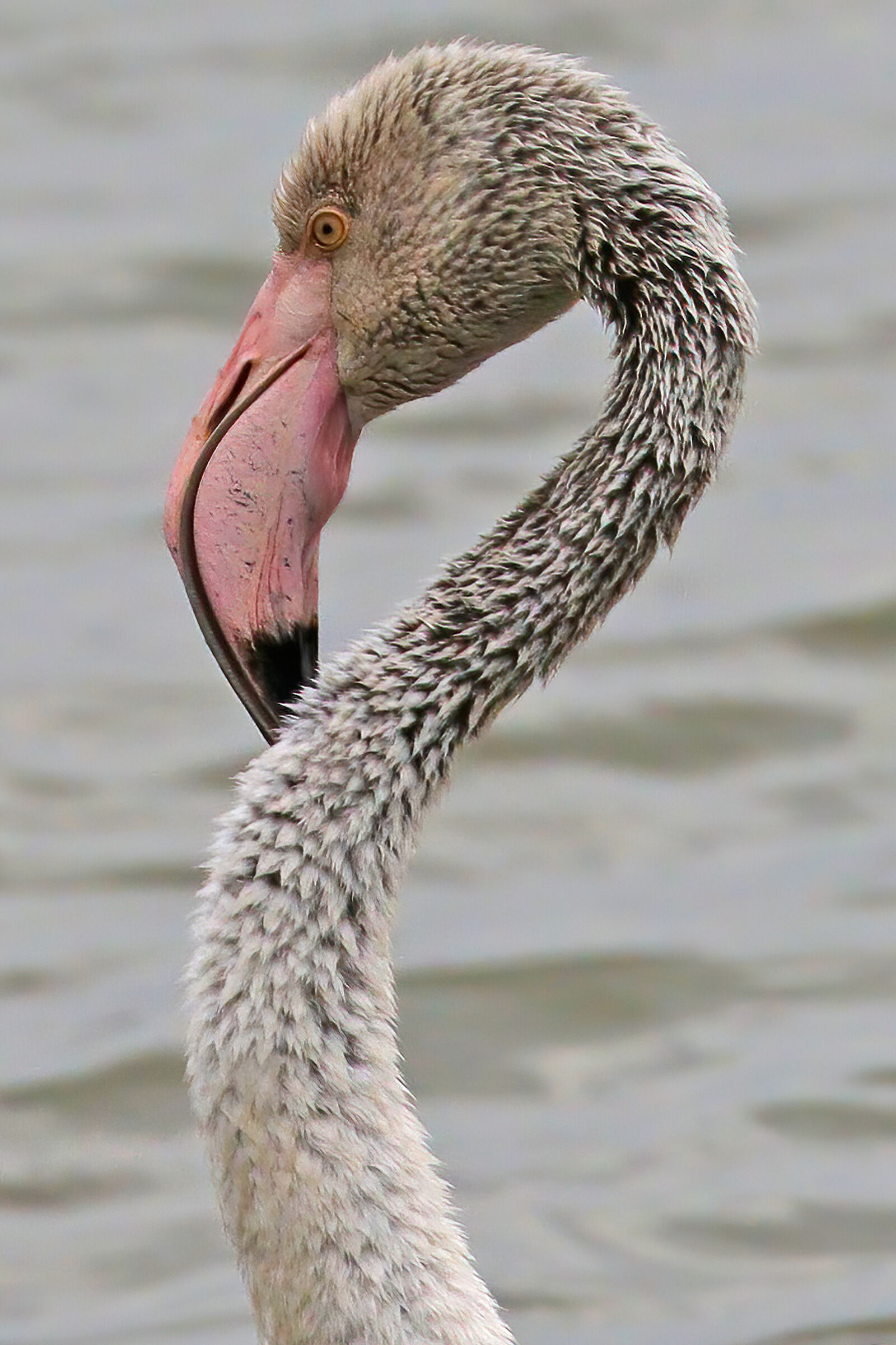Flamingo profile ...