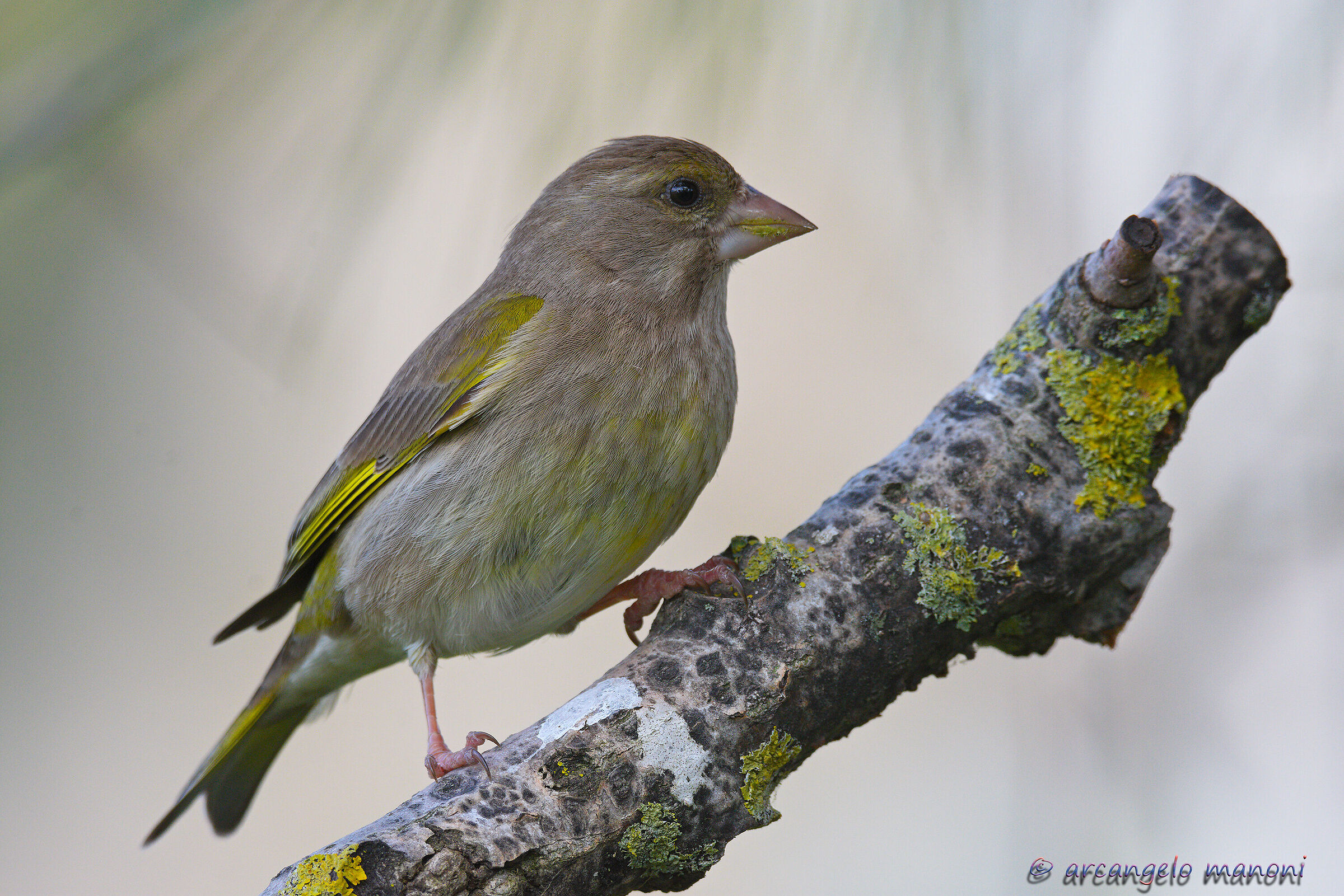 The Female of the Greenfinch...