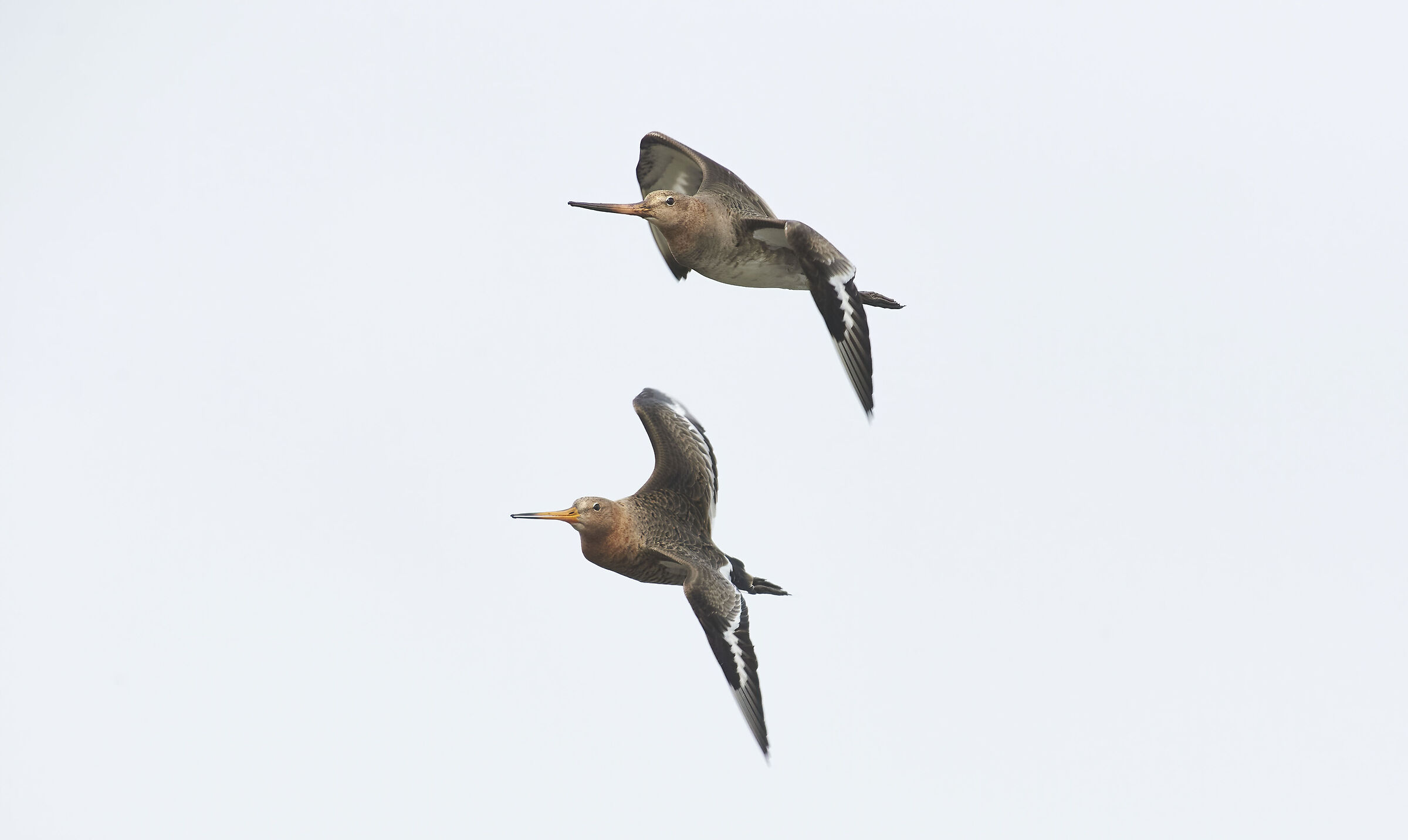 Blacktailed Godwits on a cloudy day...