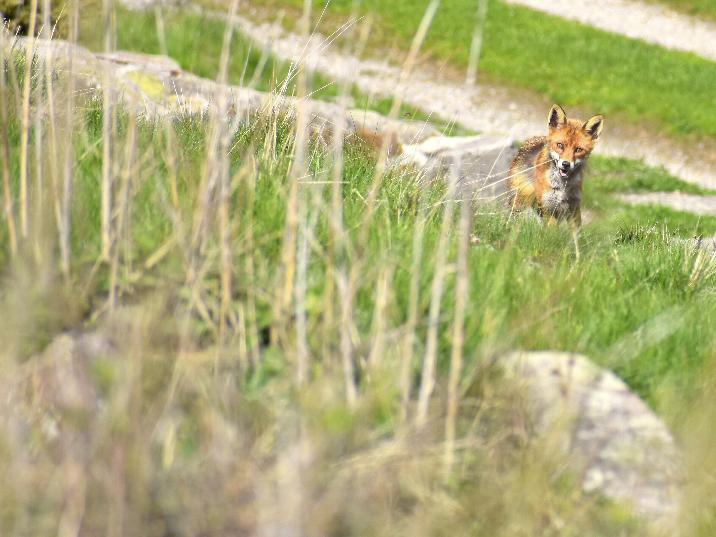 Fox in the pasture...