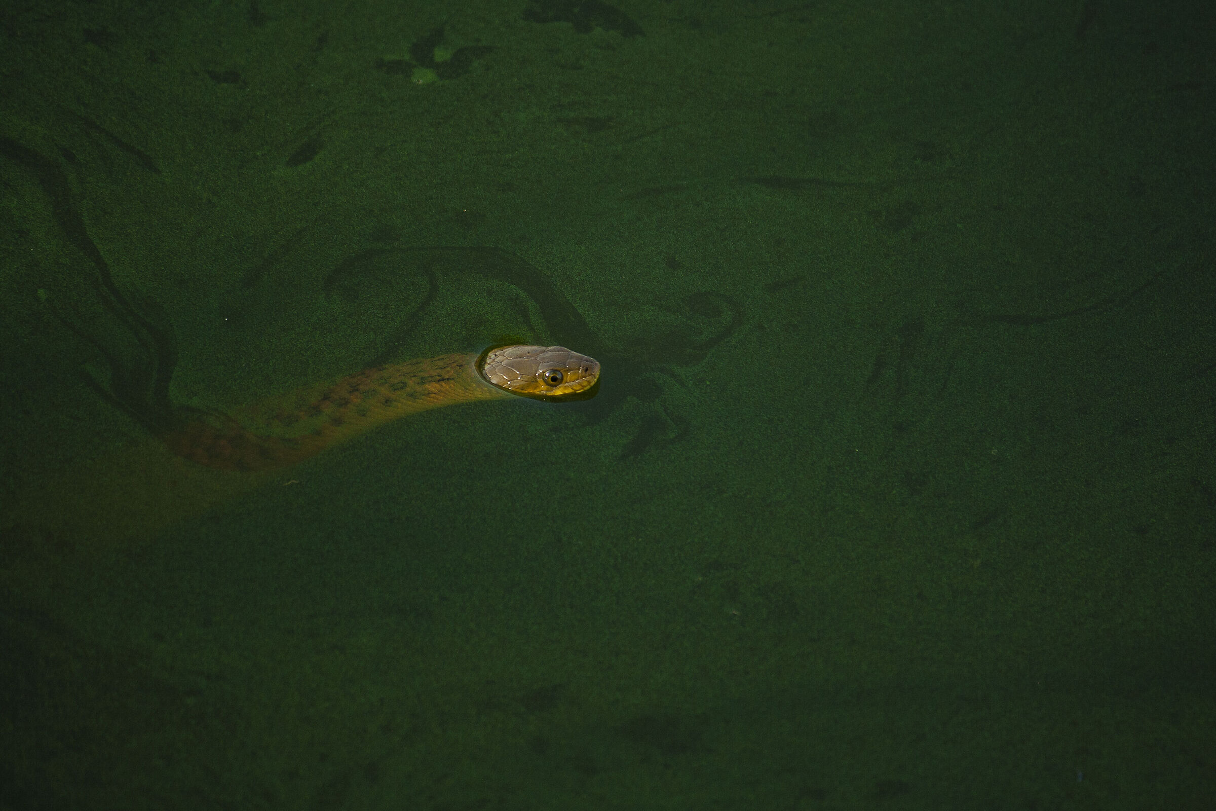 The Checkered Keelback water snake...
