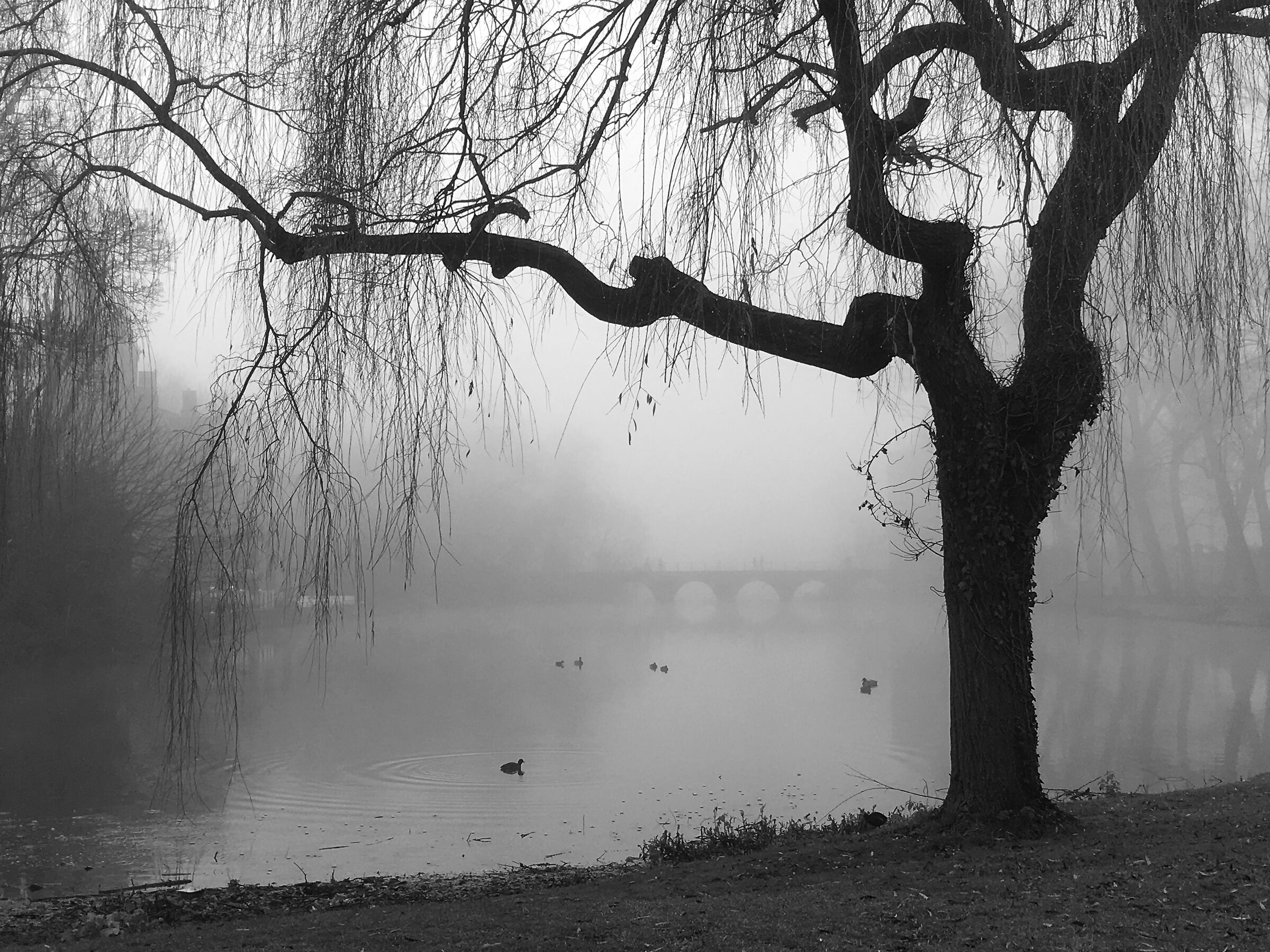 Fog in Bruges...