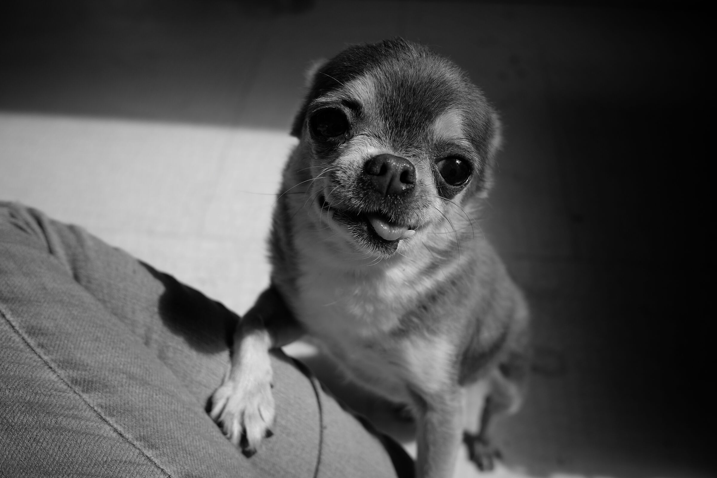 Chihuahua, Teki...