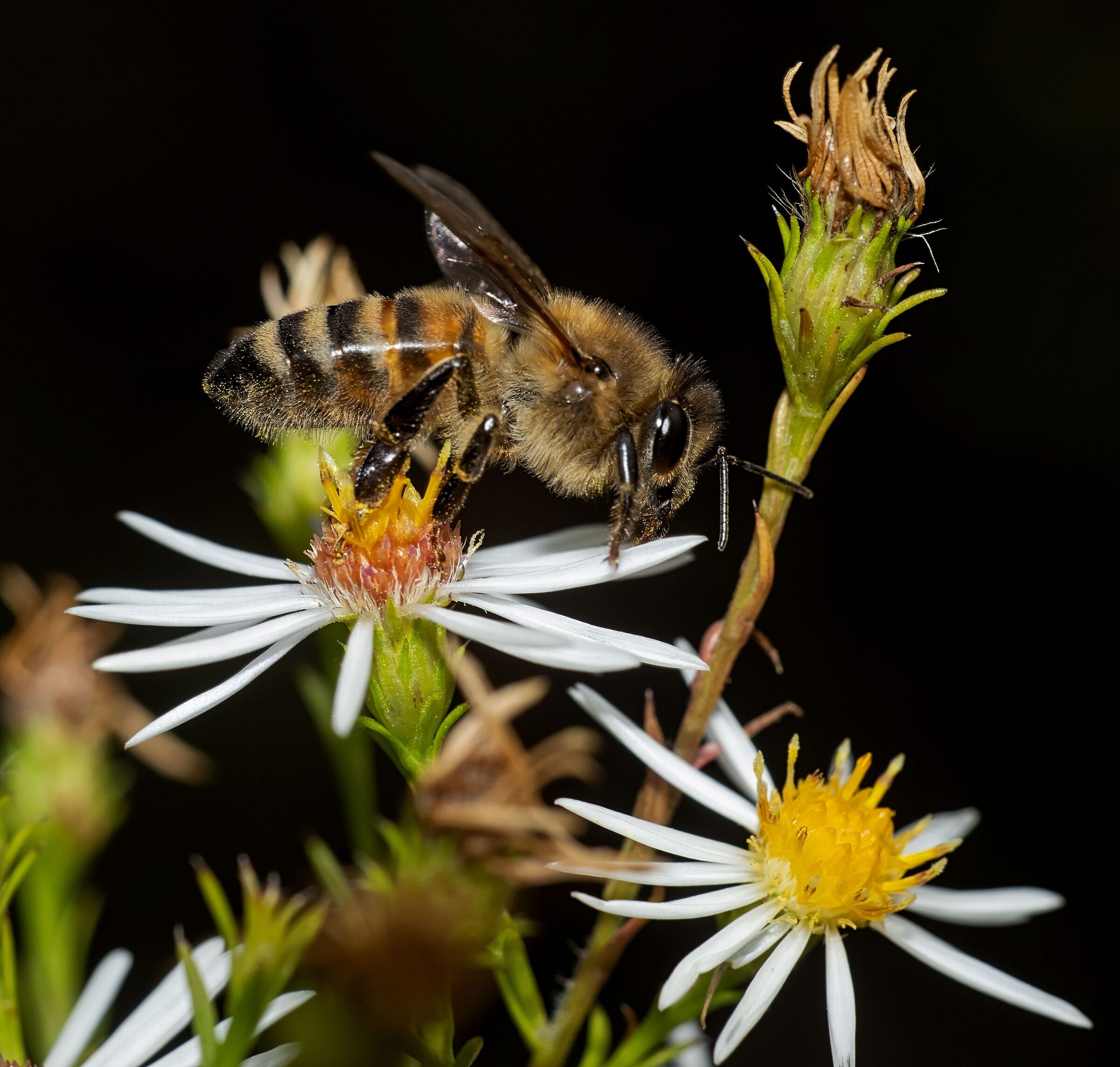 Bee on flower Symphyotrichum pilosum 10/10/2020...