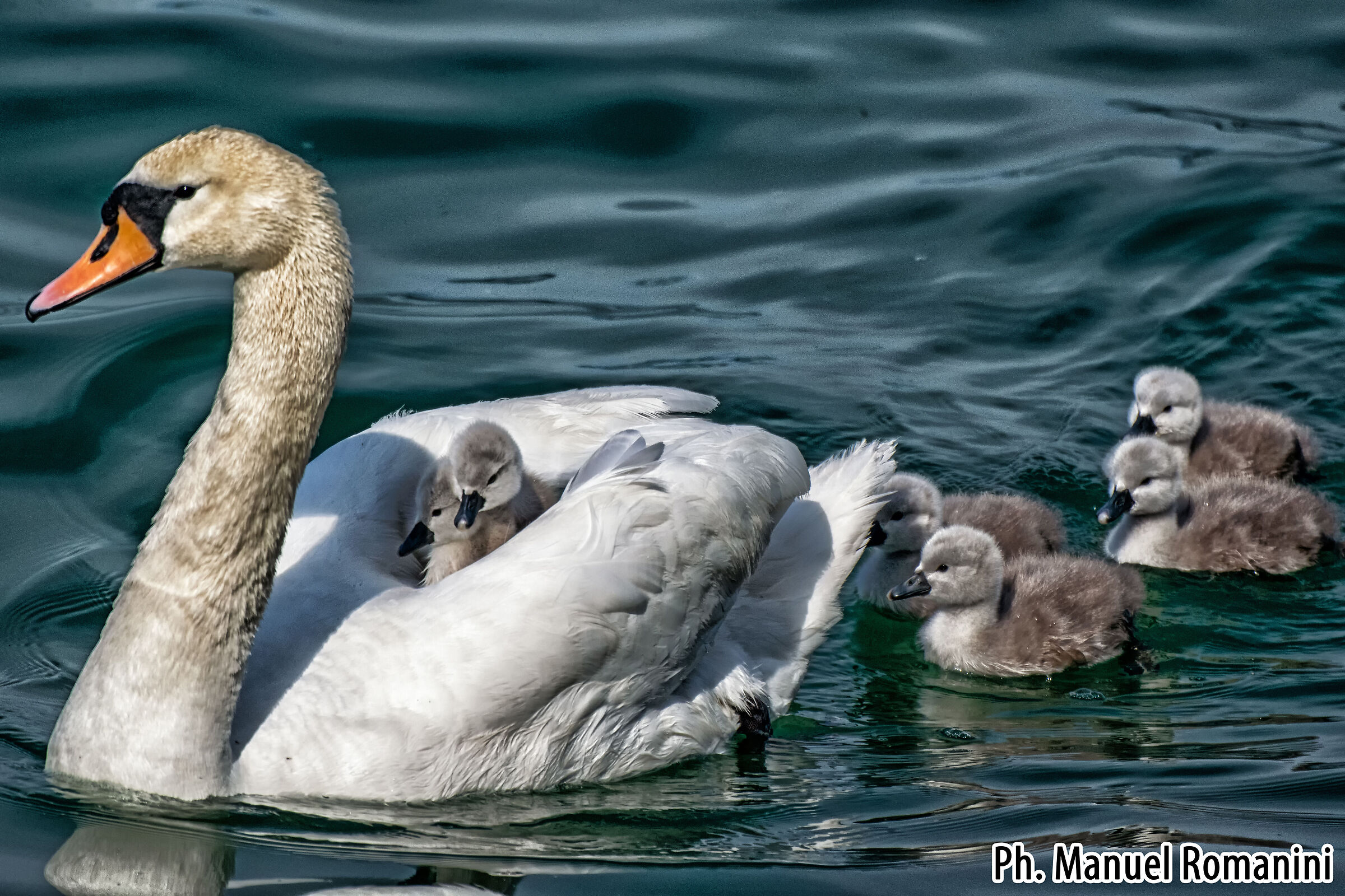 Cigno con pulcini 1...