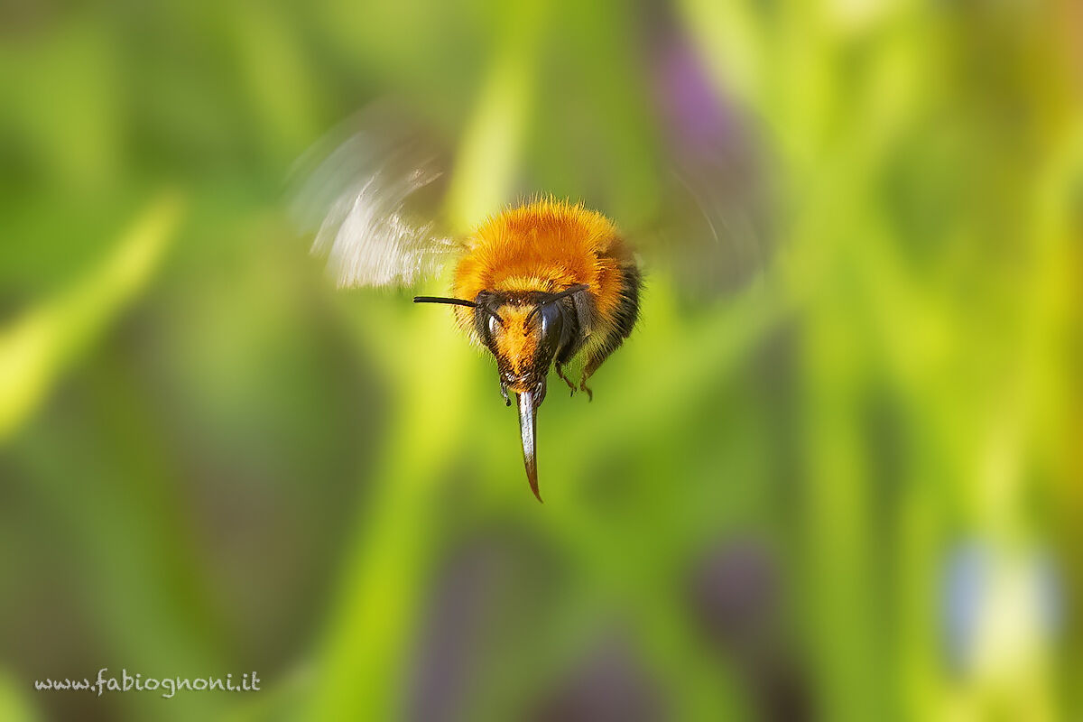 Bumblebee in flight...