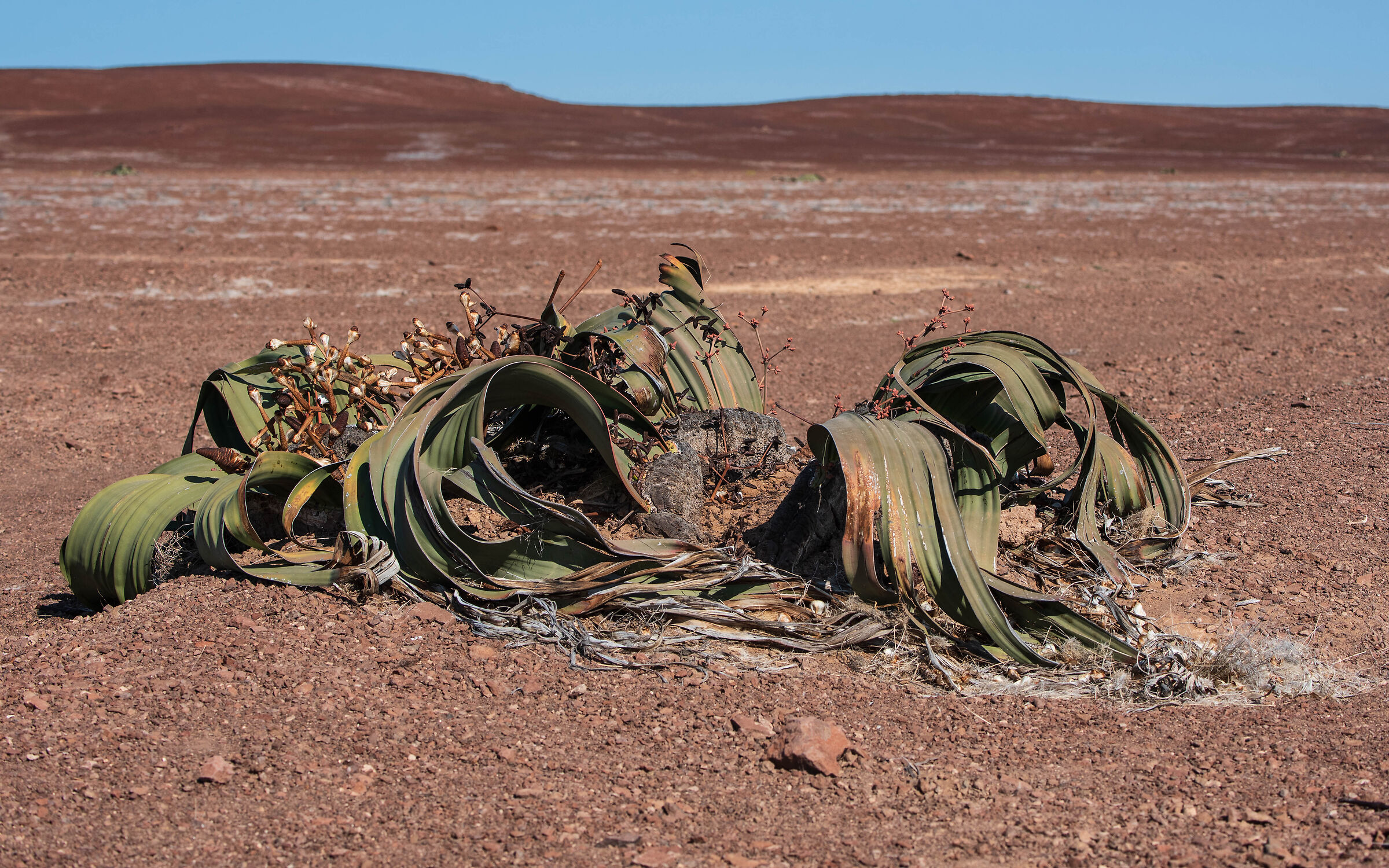 Welwitschia...