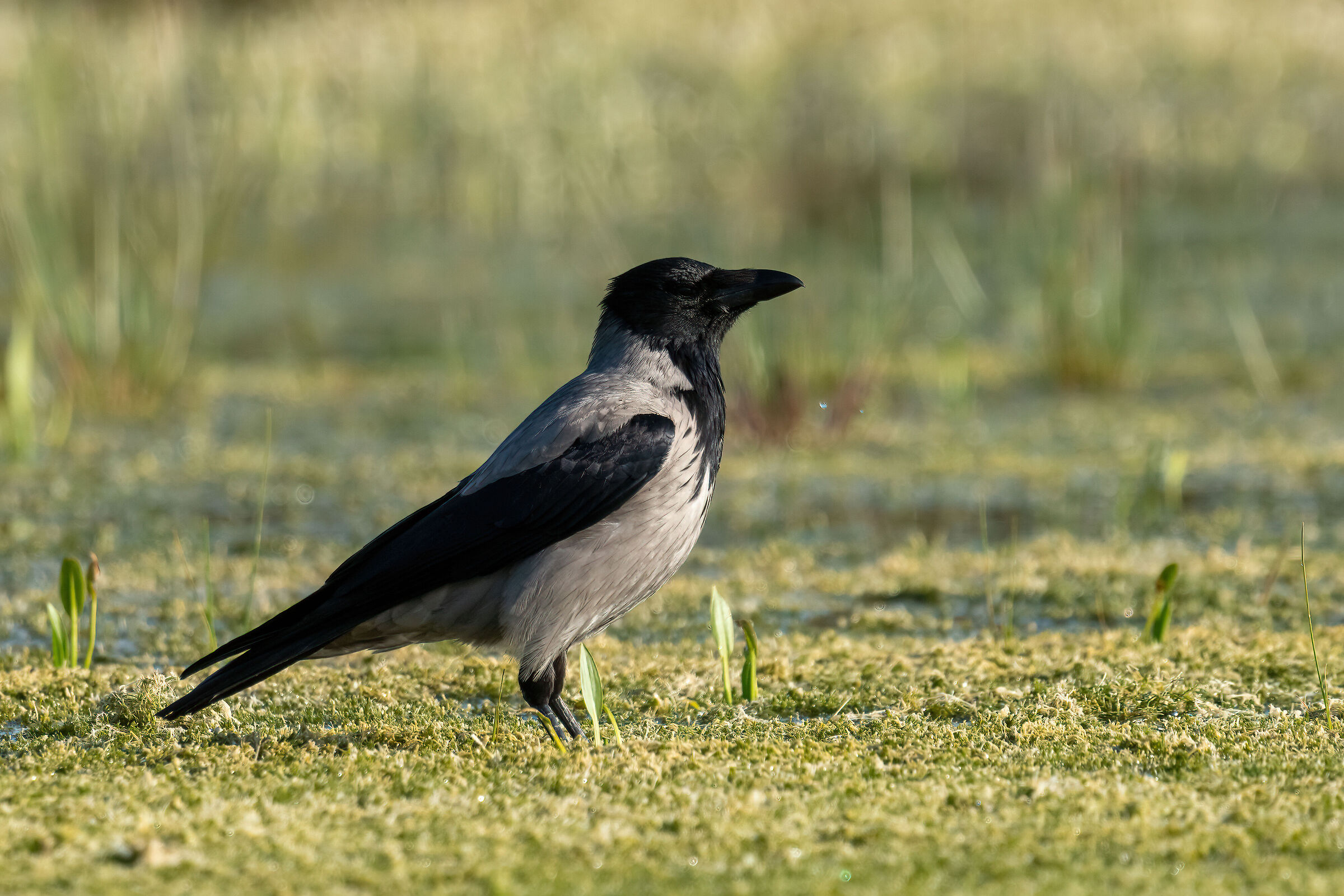 Grey crow...