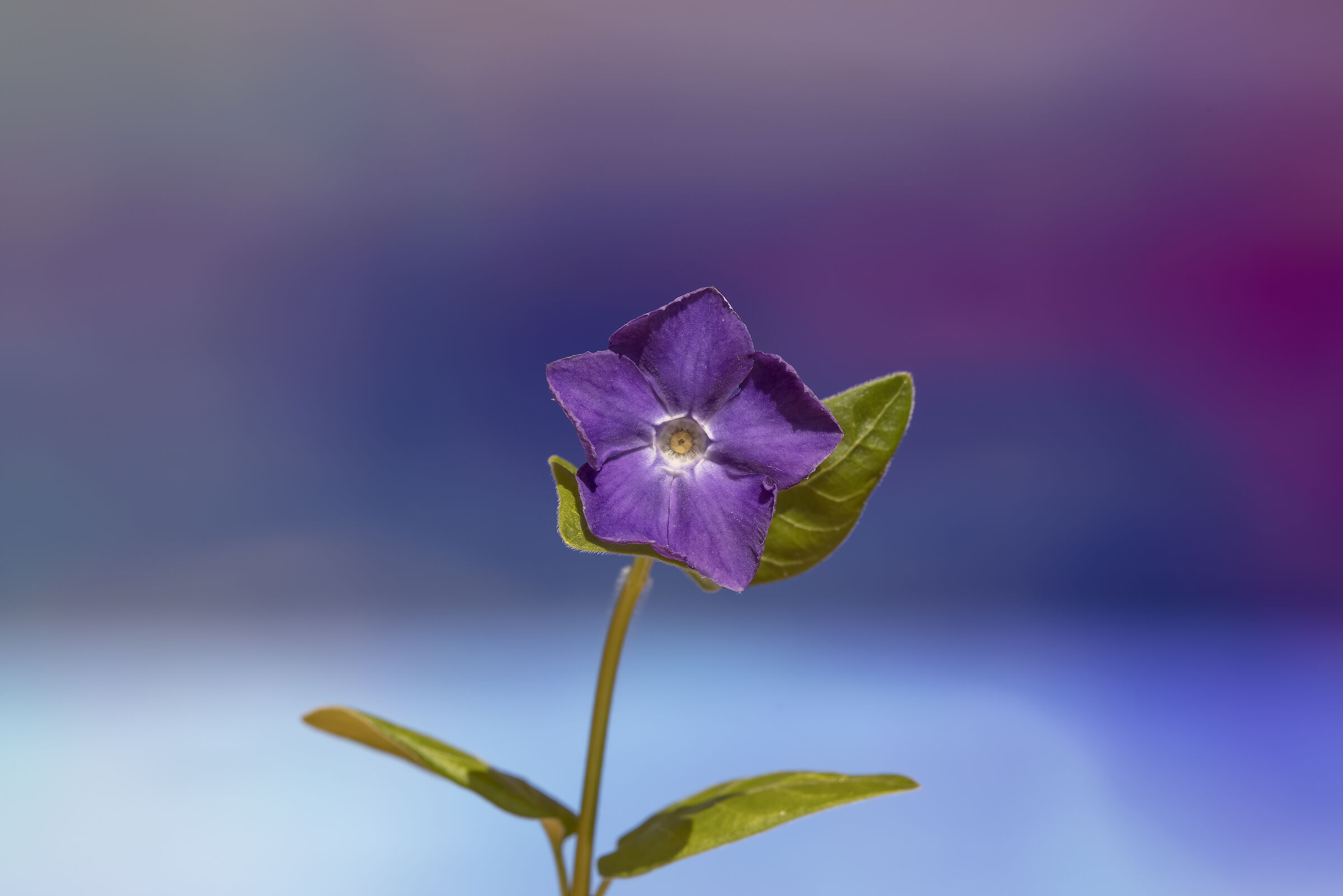 Wildflowers...