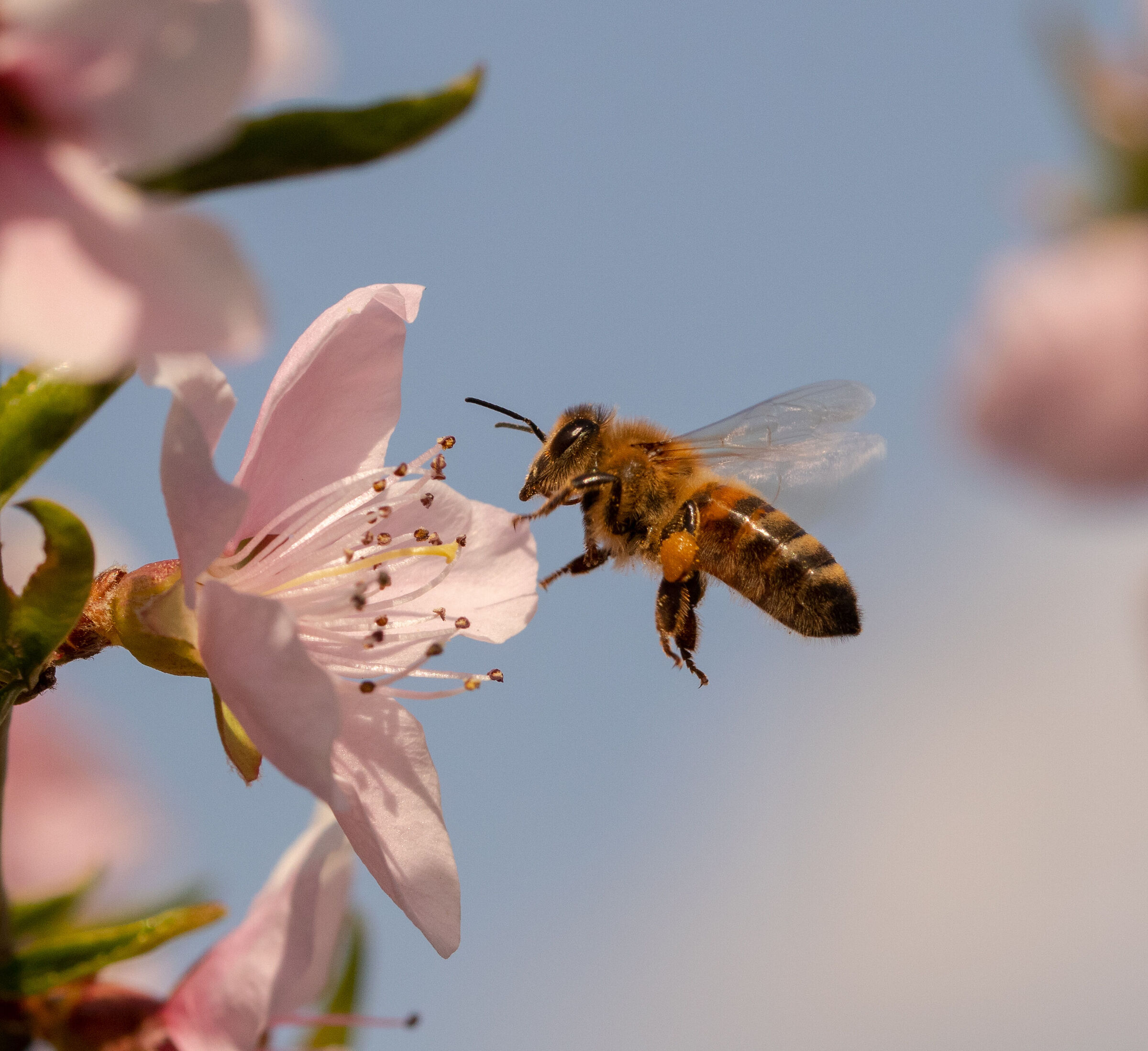 bee in flight arriving on peach blossom 28/03/2021...