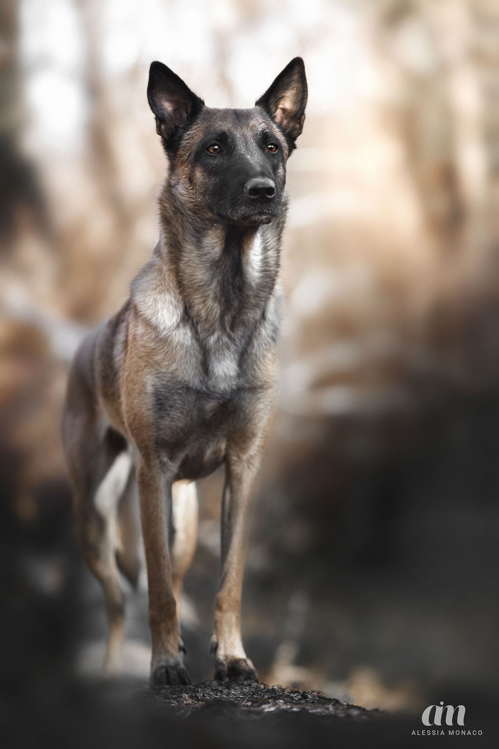 Malinois in the Forest...