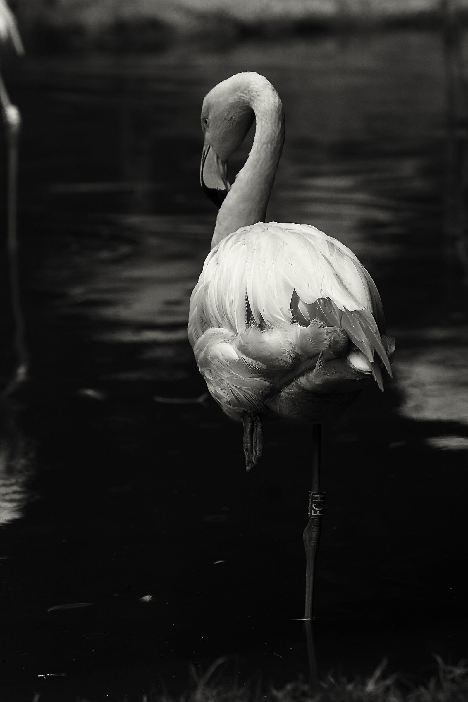 pink flamingo at nature park alive...