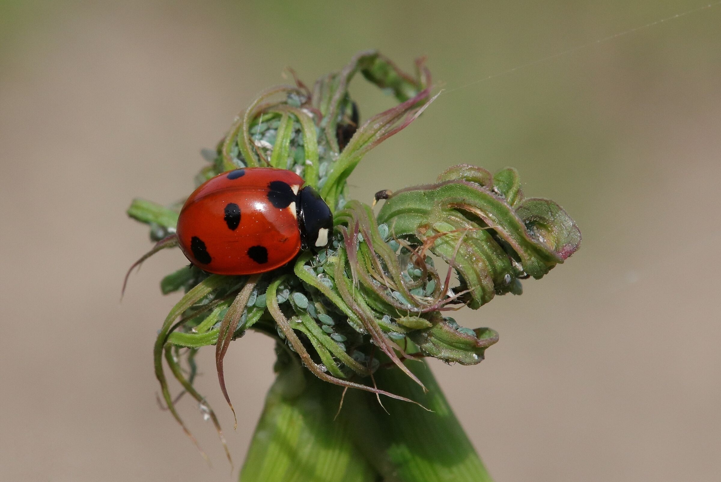 The Lunch of the Ladybug...