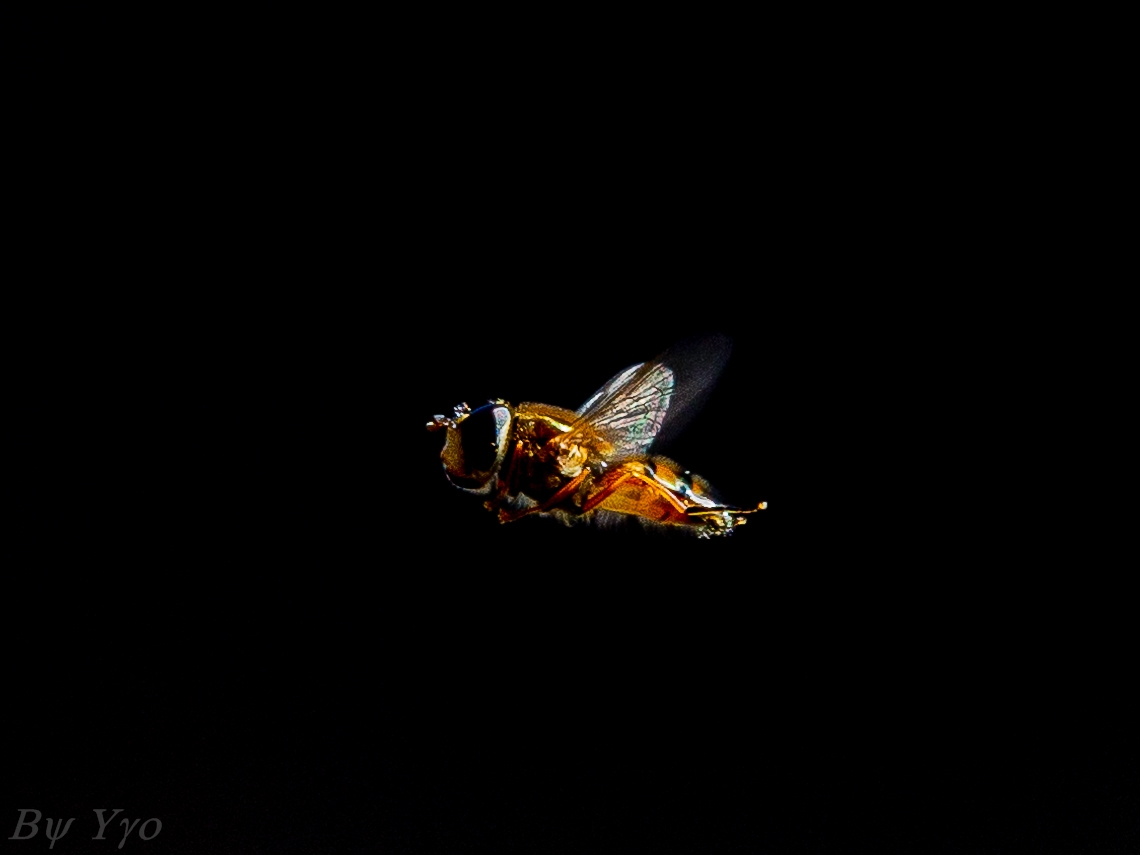A false bee waiting in stationary flight ...