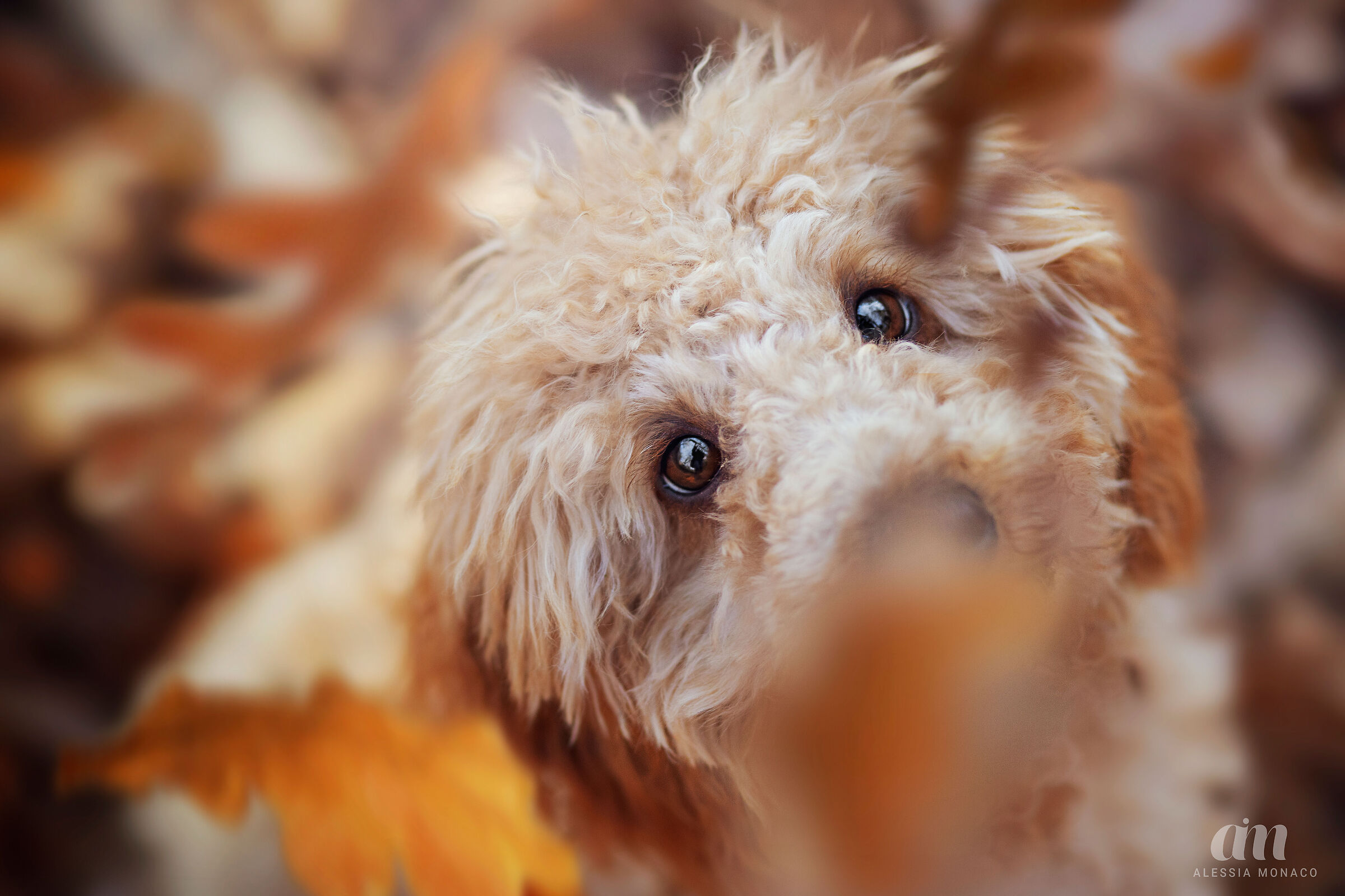 Poodle in autumn...