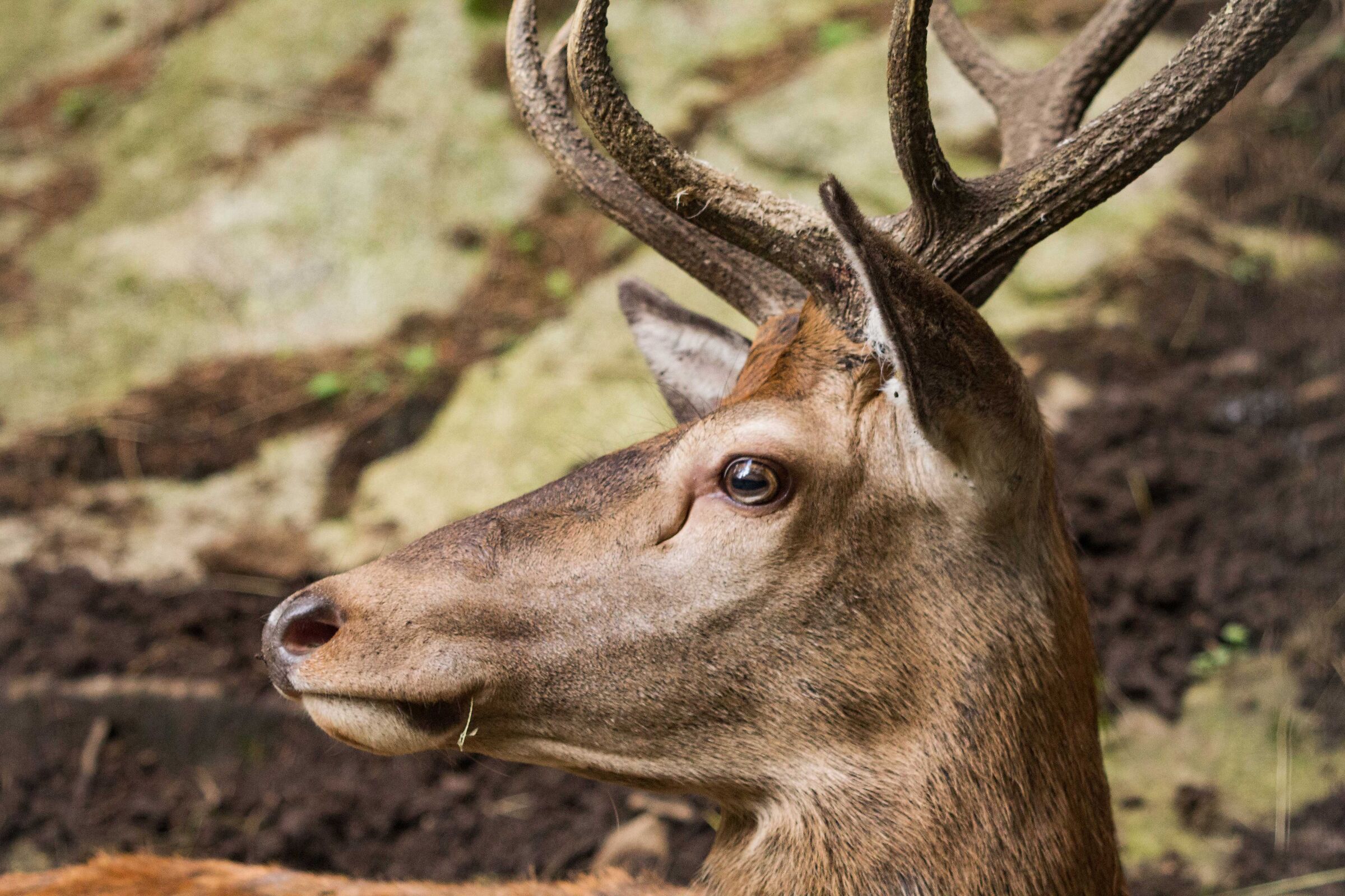 Deer profile...