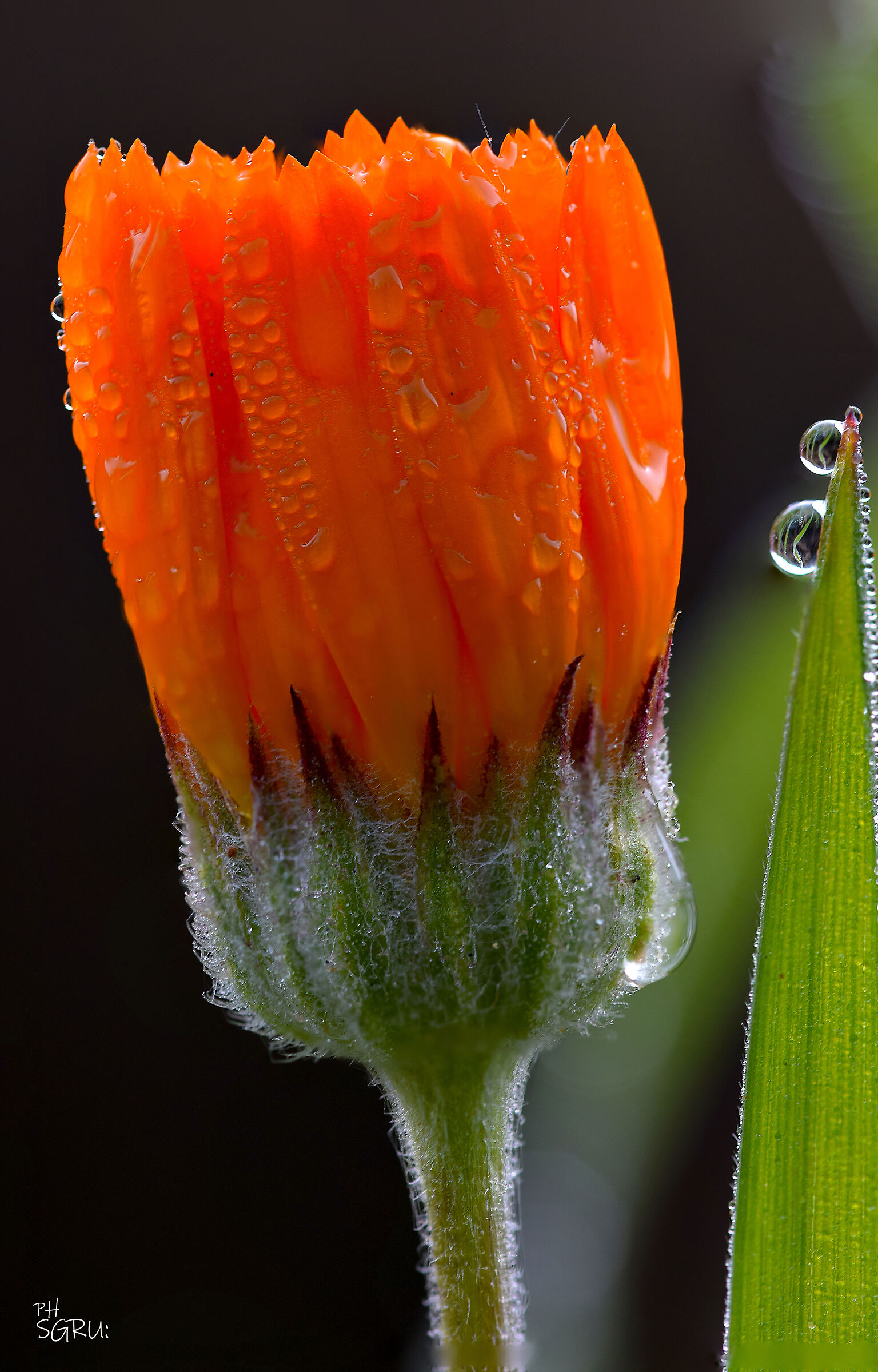 flower and dew...