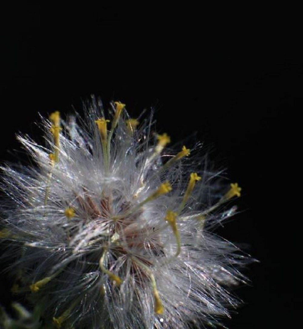 Flower...