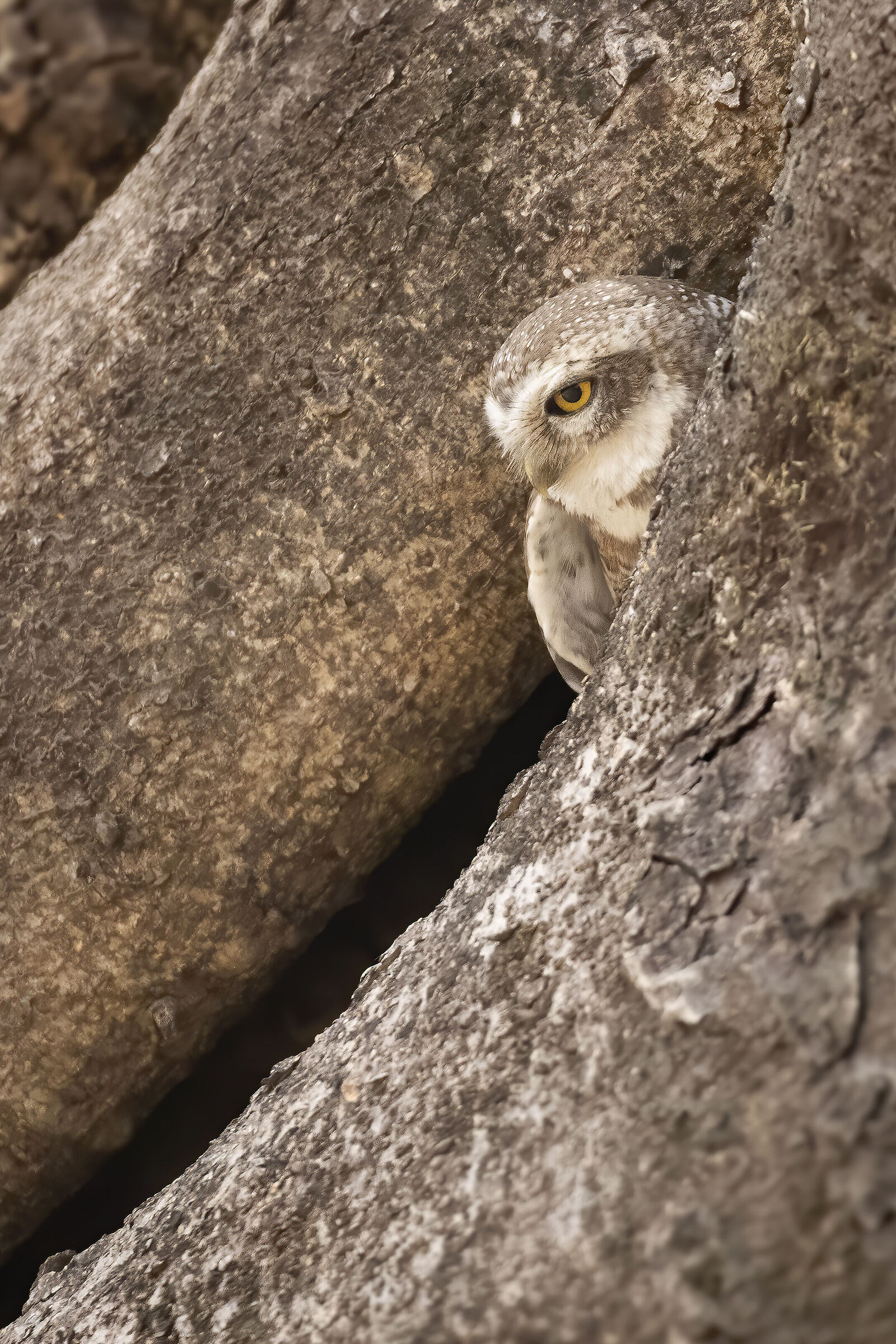 Indian mini owl...