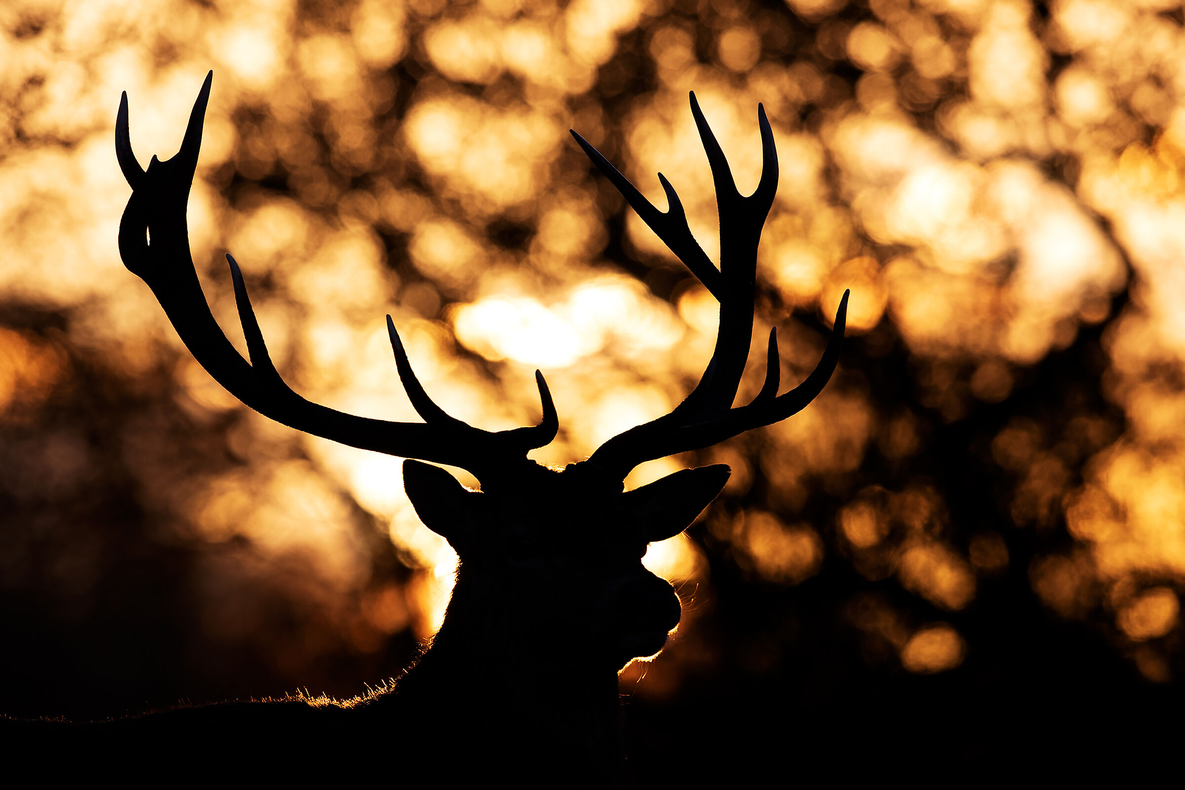 Deer at sunset...
