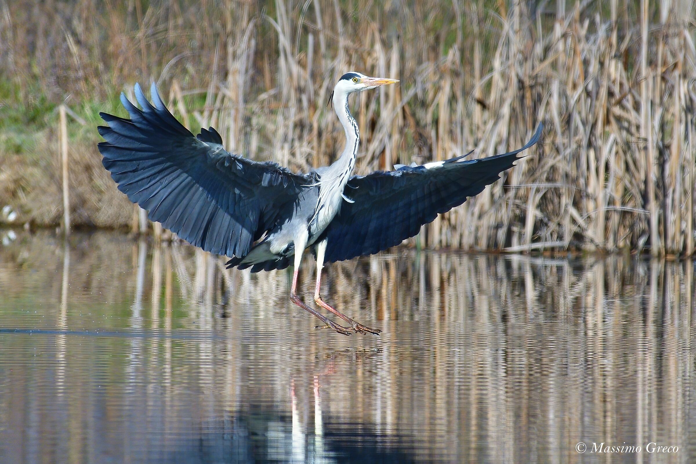 Gray heron in landing ...