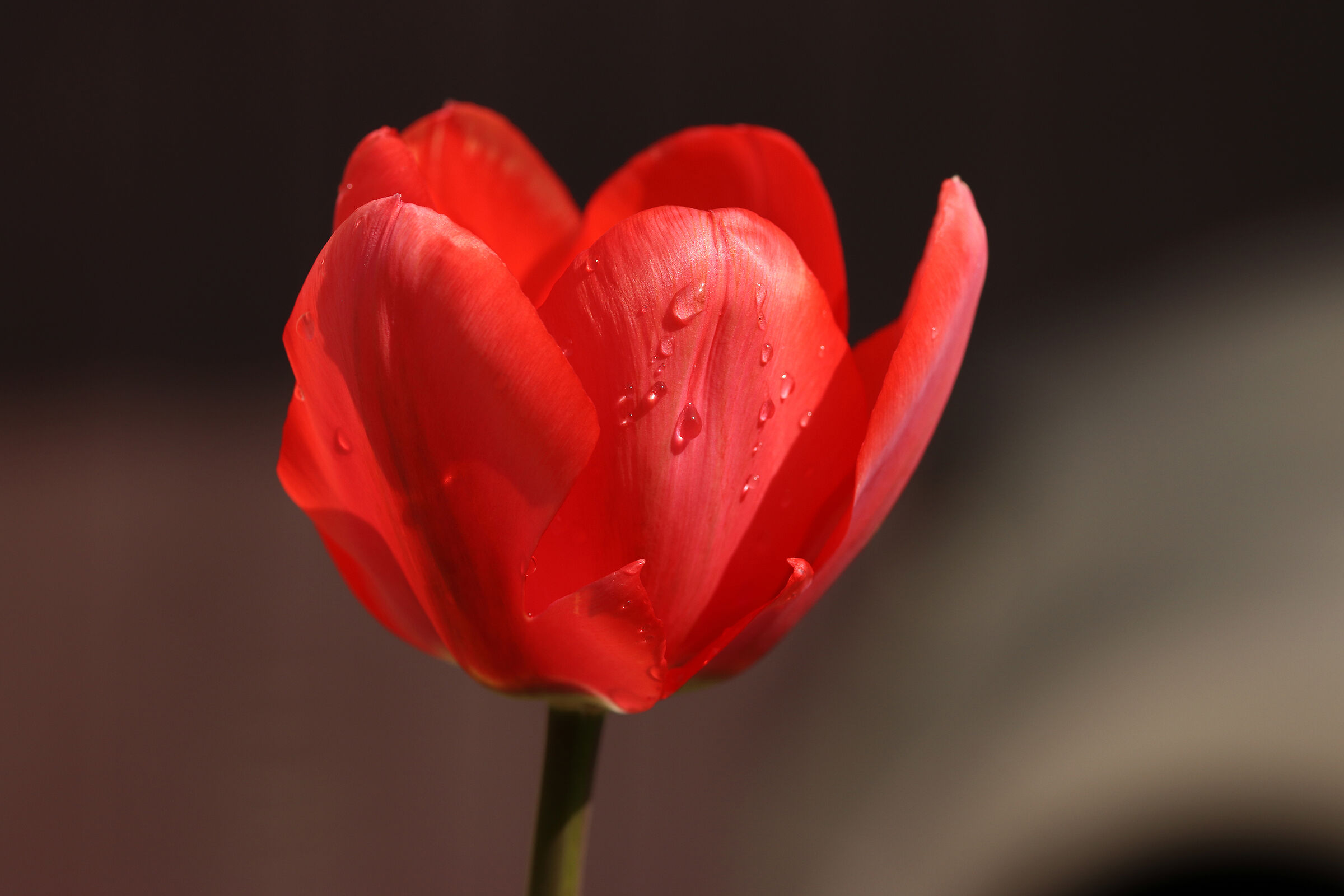 the first tulip in the garden...